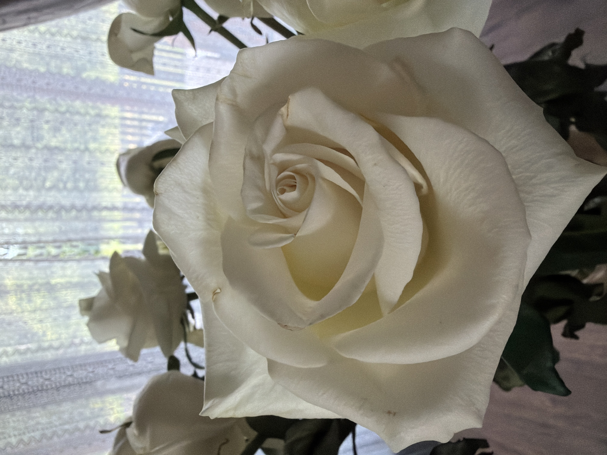 The image displays a close-up of a white rose, with its intricate petals unfurling in a spiral pattern. The rose is the central subject, rendered in soft, creamy tones. Behind the rose, a window with sheer lace curtains is visible, allowing diffused light to enter and creating a gentle backdrop. Through the curtains, the blurred outlines of greenery and possibly trees can be seen, suggesting an outdoor environment beyond the window. The lighting is soft and natural, indicating it might be daytime, perhaps morning or afternoon. The scene evokes a sense of tranquility and natural beauty. There is no visible text in the image. The context provided is Shashmurka, Russia, which could imply a domestic setting within that location.