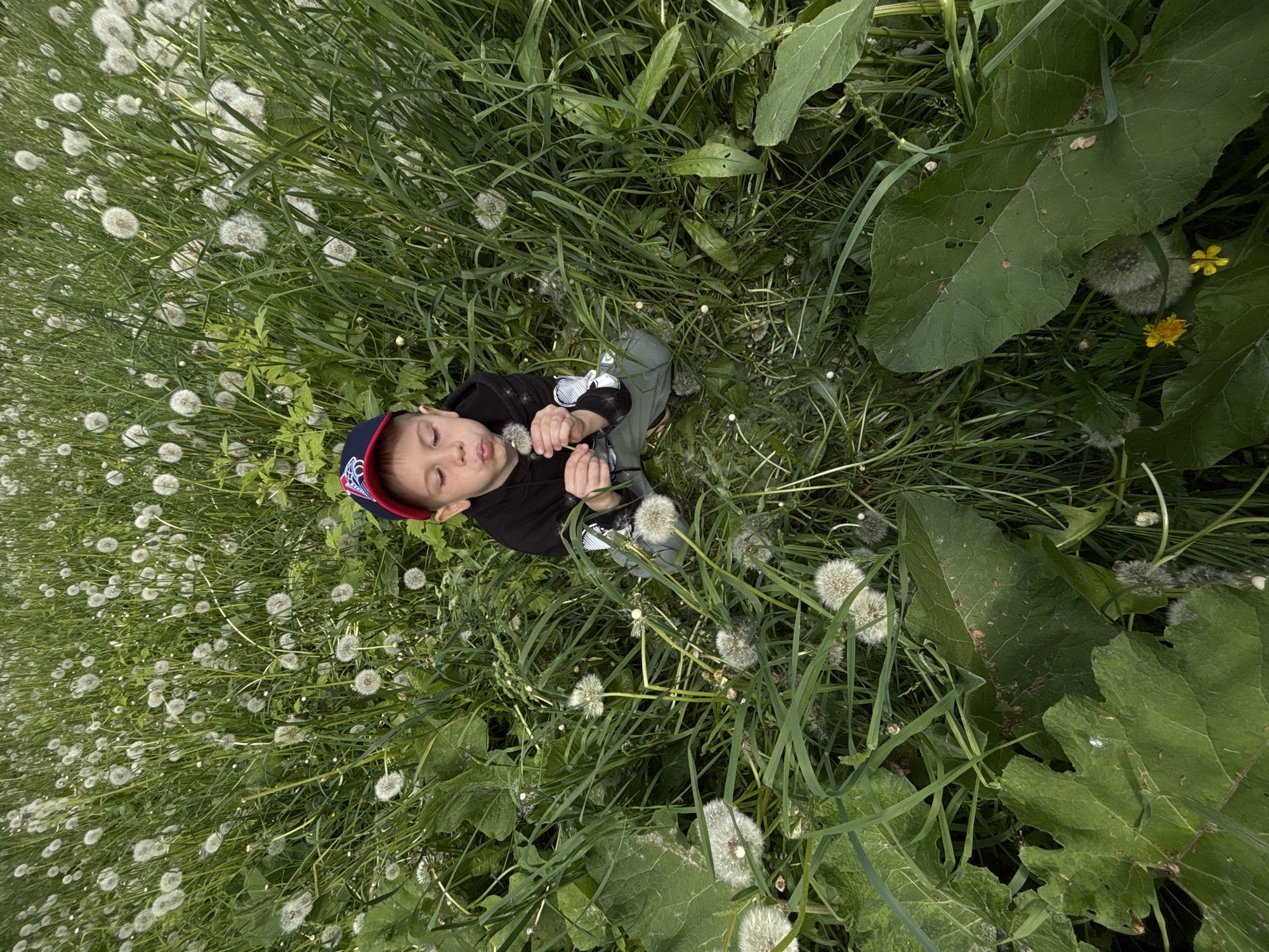 A child sits in a field of dandelions in Yaroslavl, Russia. The field is filled with both green grass and dandelions that have gone to seed. The child, wearing a dark shirt, green pants, and a blue and red baseball cap, holds two dandelions in their hands with their eyes closed. A few yellow flowers can be seen amongst the dandelions and grass on the right side of the image. Large green leaves also appear near the right side of the image.