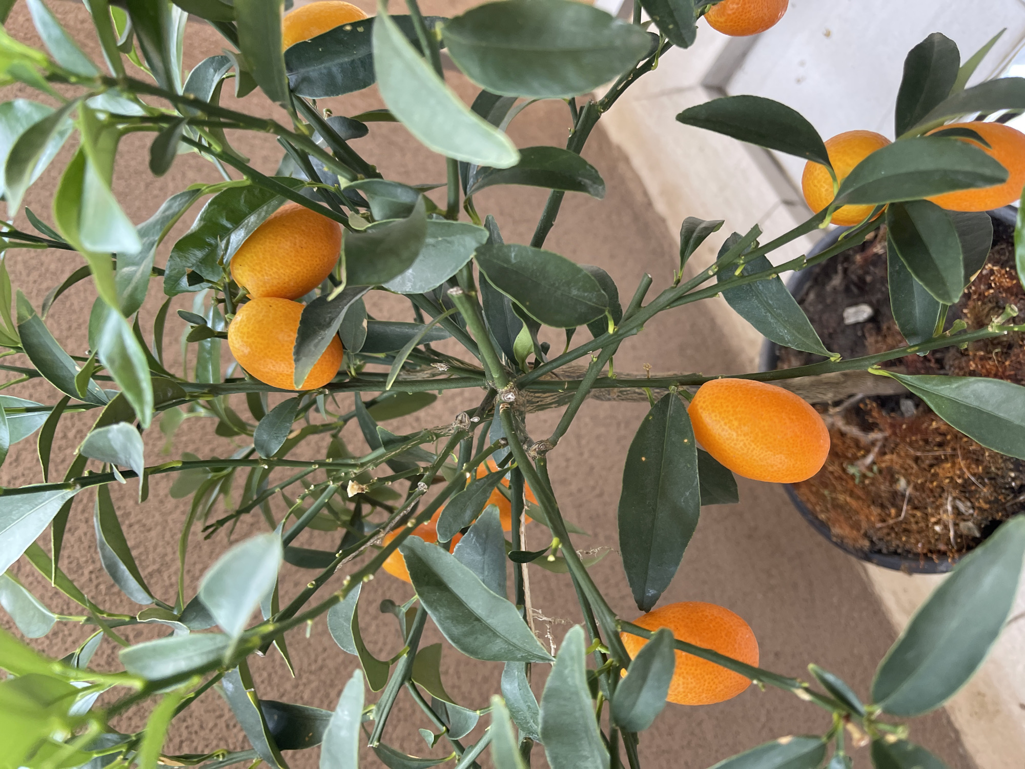 A kumquat tree with numerous orange fruits and dark green leaves is displayed in a black pot on a tiled surface. The background consists of a brown textured wall. The image is a close-up shot of the tree, taken outdoors. The location is Podgorica, Montenegro.