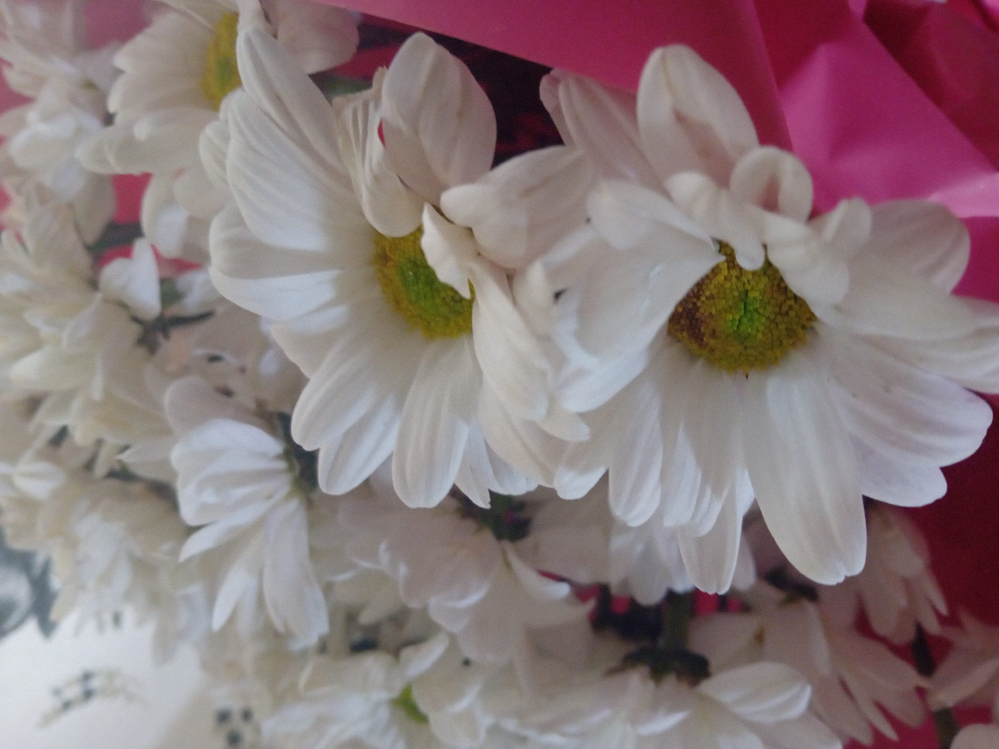 A close-up shot focuses on a bouquet of white daisies with yellow centers, possibly arranged in a gift wrap of bright pink paper. The flowers are in various stages of bloom, with some fully open and others still forming. The background is softly blurred, suggesting a shallow depth of field. There are no people or animals visible in the image, and the setting appears to be indoors. The image does not provide any contextual information about its location in Chuhuiv, Ukraine.