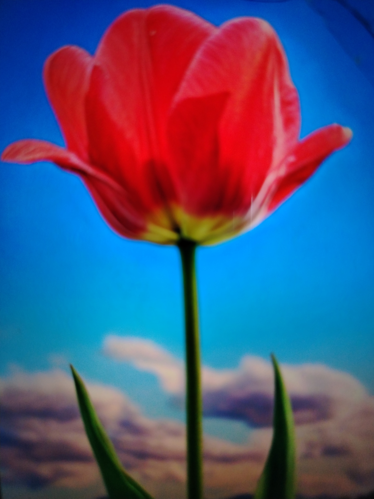 A single, vibrant red tulip stands tall against a bright blue sky, its petals unfurling upwards. The flower's stem is a deep green, and two green leaves extend outwards from near its base. In the background, softly blurred clouds drift across the sky, tinged with pink and purple hues. The image captures a serene outdoor scene, possibly in a park or garden in Qorowul, Uzbekistan, on a clear day.