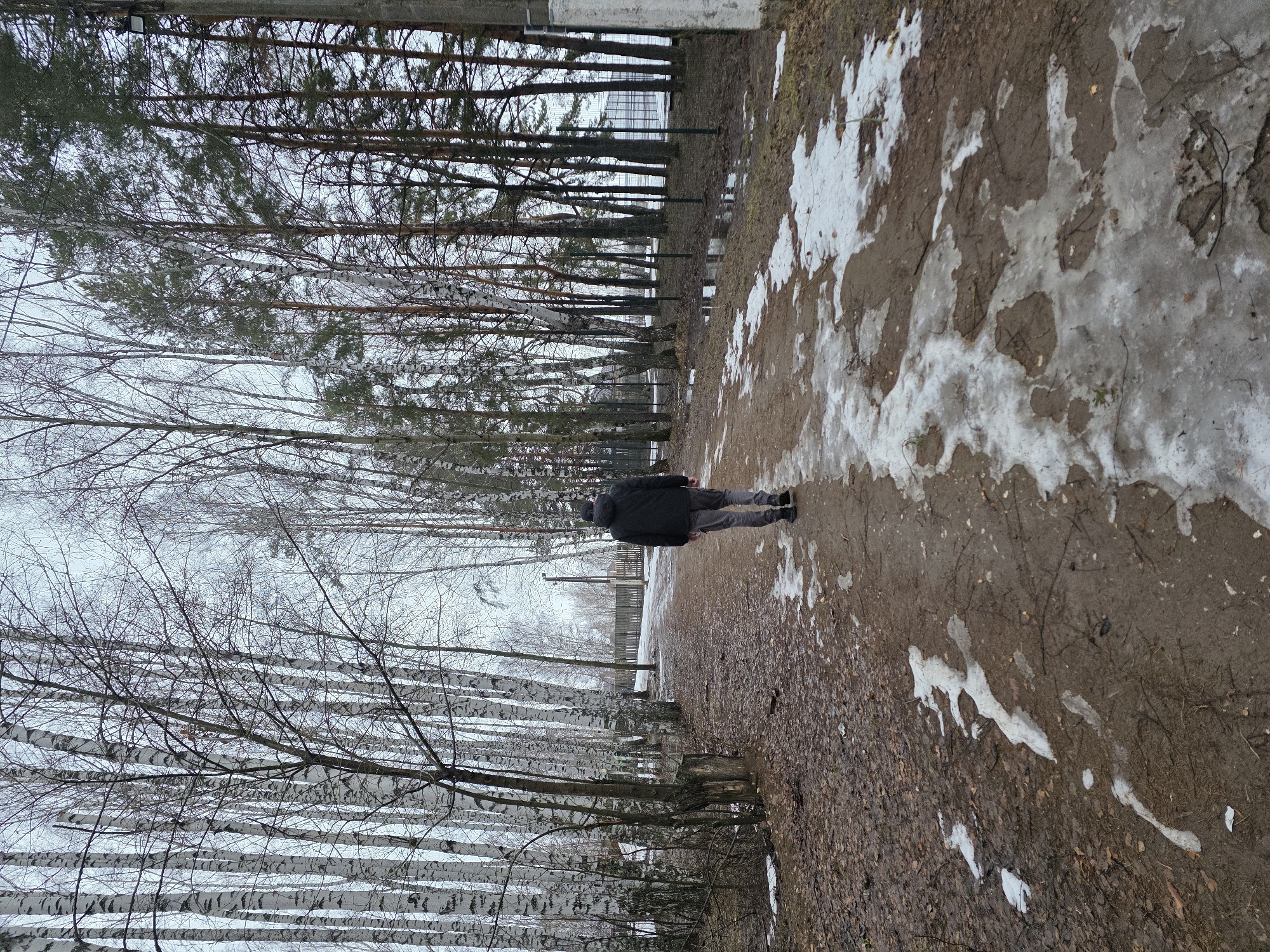 The image captures a person walking on a path in what appears to be a park or wooded area in the city of Chaikovsky, Russia. The person is wearing a dark jacket and grey trousers. The path is muddy with patches of melting snow and ice. The scene is lined with a row of birch trees on one side and a mix of evergreens and bare trees on the other. In the background, there is a fence. The weather appears to be overcast.