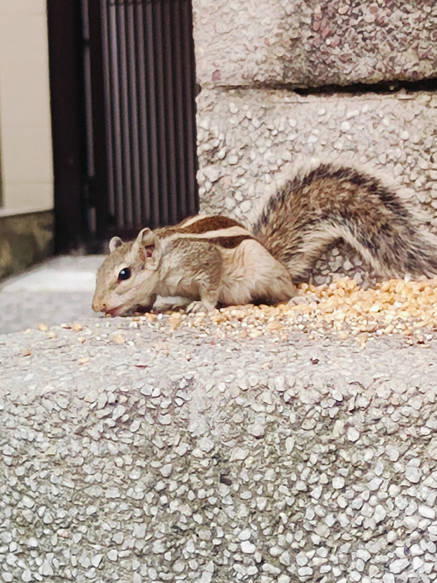A squirrel is foraging on scattered grains on a textured stone surface, possibly steps or a walkway, in Gurgaon, India. The squirrel, with brown and white stripes on its back, is positioned in the foreground, its head lowered towards the food. Behind the squirrel, a dark, vertical slatted structure is visible, and to the right, a rough, stone wall or surface ascends. The background is slightly blurred, suggesting a shallow depth of field. The overall environment appears to be outdoors in an urban setting.