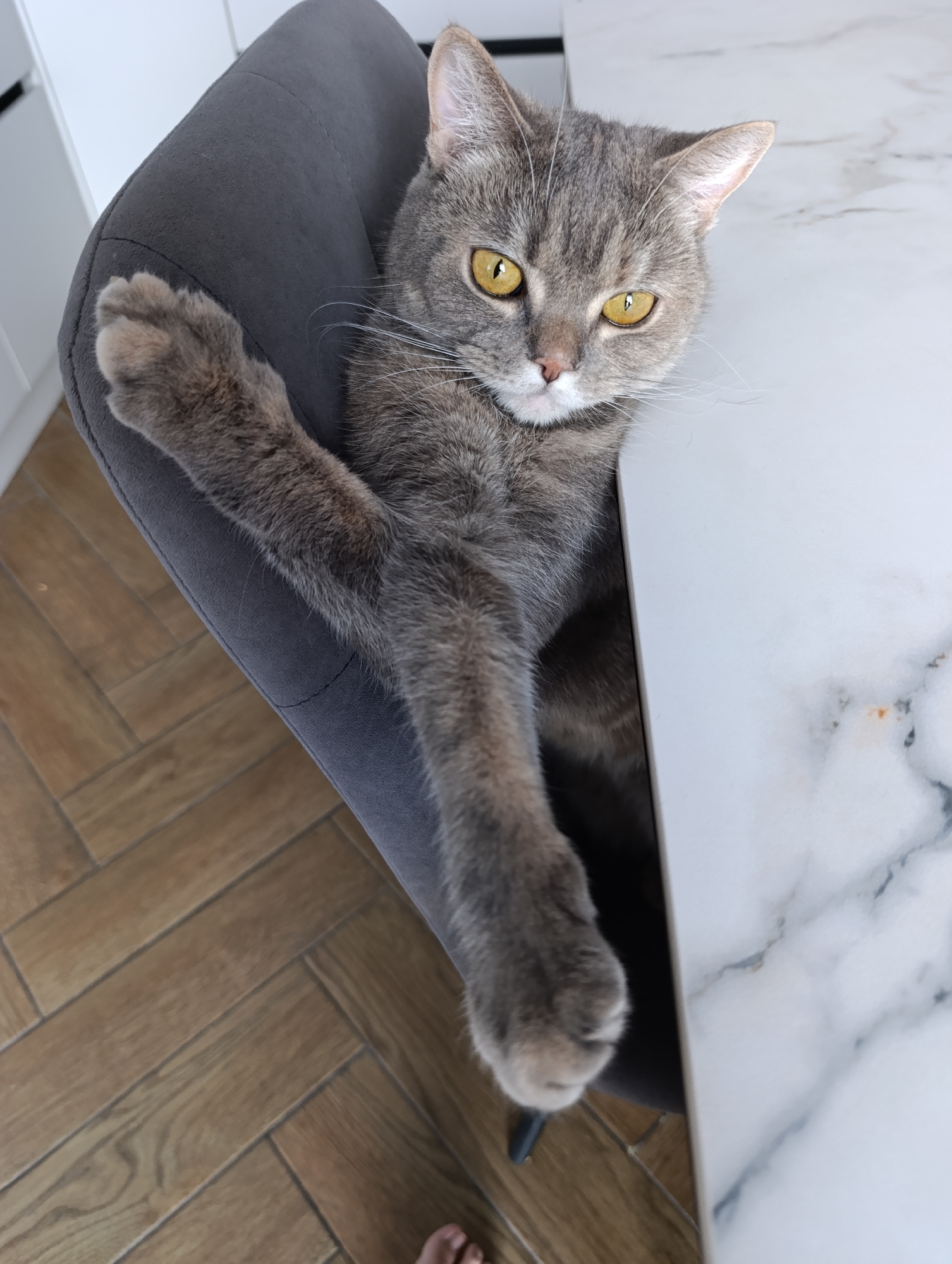 A gray tabby cat with yellow eyes sits in a gray chair at a white marble-patterned table. The cat's left paw rests on the arm of the chair and its right paw extends onto the table. The floor is light brown and patterned with a herringbone wood pattern. The image was taken in Chaikovsky, Russia.