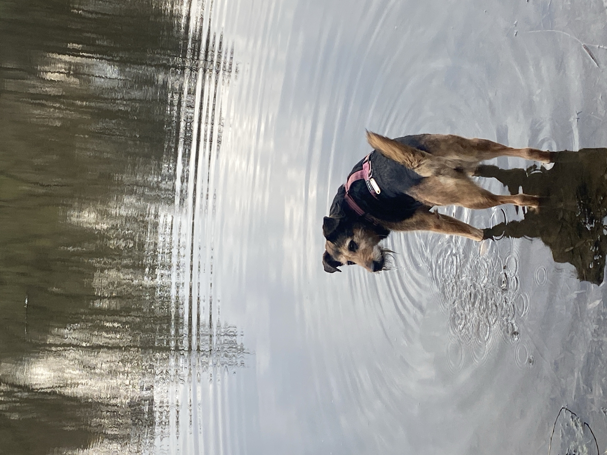 A brown and black dog, resembling a terrier mix with scruffy fur, is standing in shallow, calm water. The dog is wearing a reddish or pink harness and is looking towards the right side of the frame. Its paws are submerged, and concentric ripples emanate from its body across the water's surface. Additional, smaller ripples are visible further away on the water.
The water brilliantly reflects the surroundings. On the left side of the frame, distorted reflections of dark trees or foliage are visible, appearing as abstract vertical and horizontal lines. On the right side, the water reflects a bright sky, appearing light grey and white with subtle wavy patterns. The overall scene suggests a clear, bright daytime setting with calm conditions. The dog appears to be enjoying its time in the water, possibly playing or cooling down. No other objects or people are visible, and no text is legible in the image. The location is Moscow, Russia.