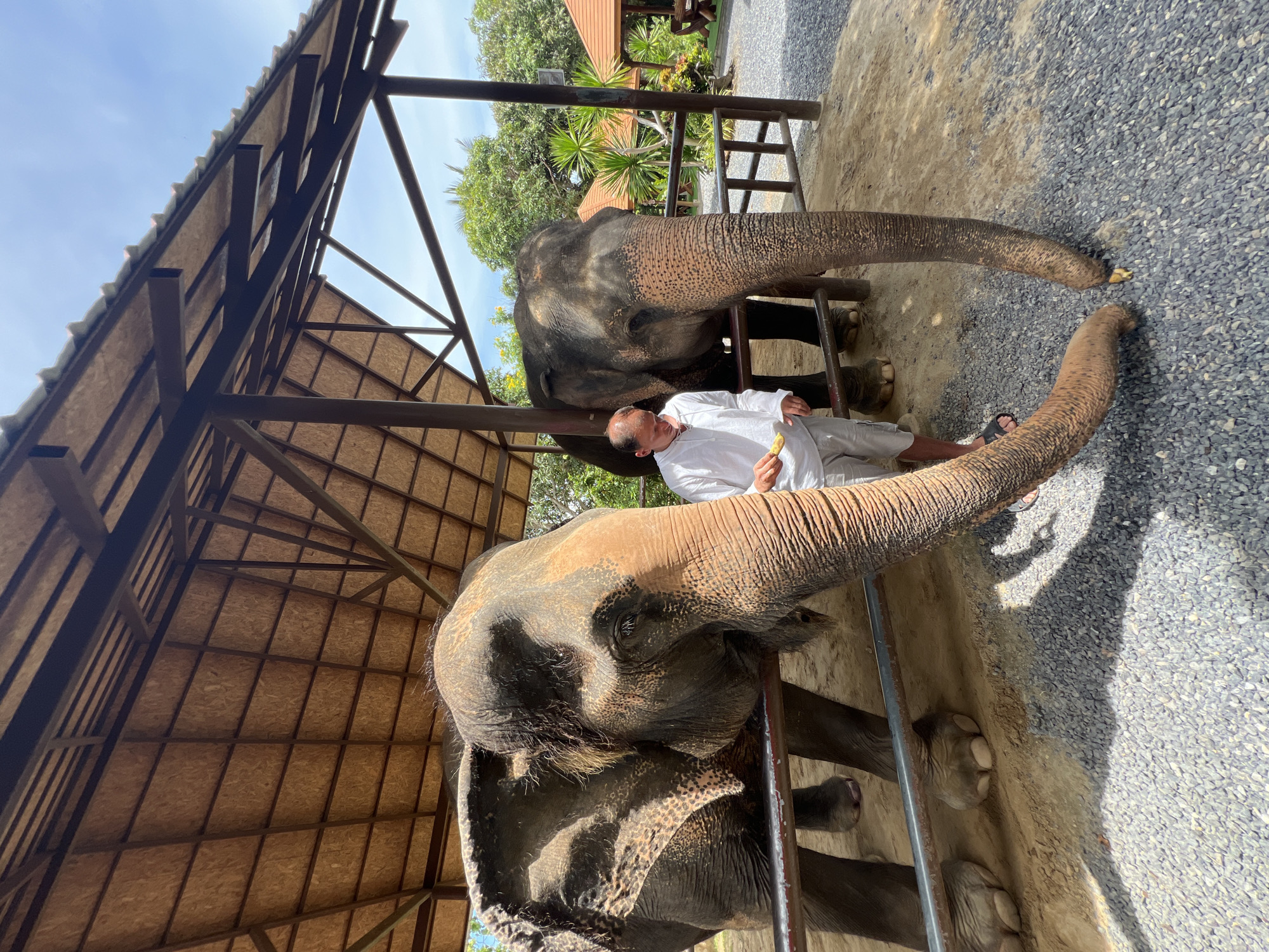 In Baan Thurian, Thailand, a man in a white shirt and shorts feeds two elephants from a sheltered enclosure. The man holds a piece of food, possibly banana, in his hand, and one of the elephants uses its trunk to take food from the ground near the man's feet. The elephants are large and gray, with wrinkled skin and prominent ears. They stand behind a metal railing, with their heads and trunks extending towards the man. The enclosure has a thatched roof supported by wooden beams, and the ground is covered with gravel and dirt. In the background, lush green trees and several small orange-roofed structures are visible, suggesting a tropical environment. The sky is bright blue with some white clouds.