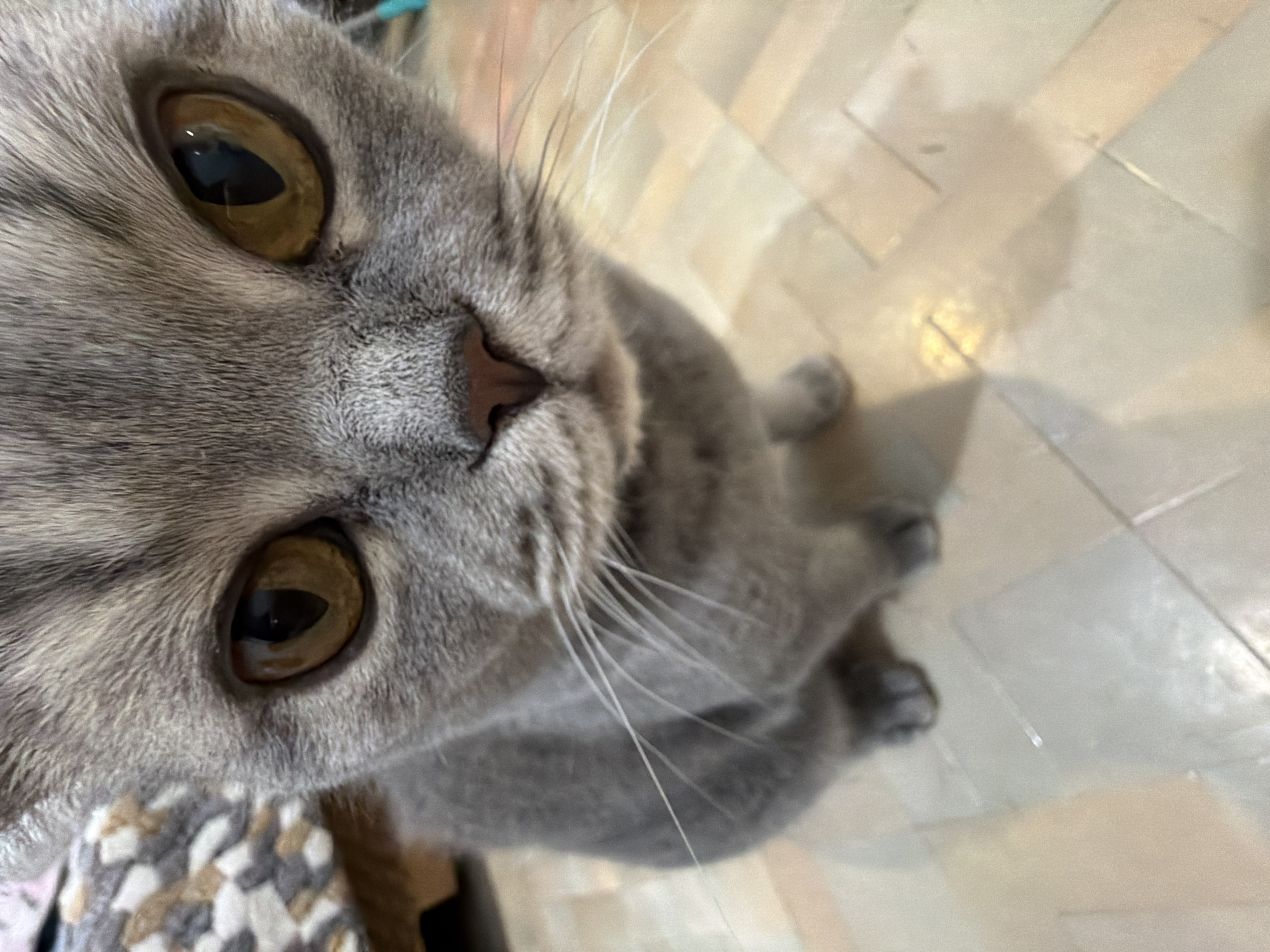 A close-up, high-angle shot focuses on a gray Scottish Fold cat with golden eyes. The cat's face occupies the left side of the frame, with its pink nose centered. White whiskers extend outwards. The cat's body is blurred in the lower right corner. The background features light-colored, rectangular floor tiles. The exact location in Perm, Russia, is not identifiable from the image.
