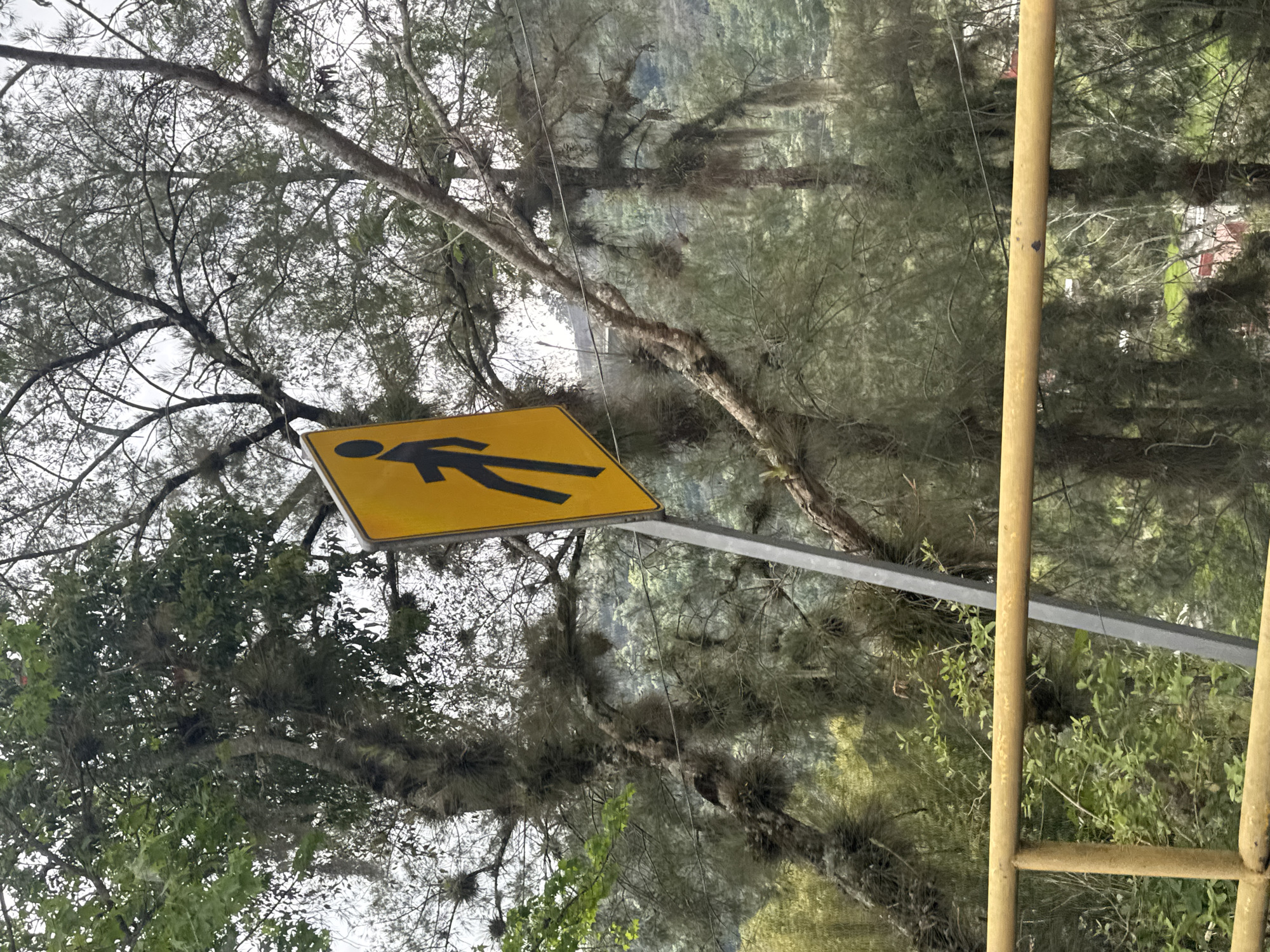 A yellow pedestrian crossing sign with a black silhouette of a walking person is positioned against a backdrop of trees with Spanish moss. The trees' branches are visible, some of which are bare. A metal post supports the sign, and a yellow ladder-like structure is partially visible on the right side of the frame. The location is Jilotepec, Mexico.