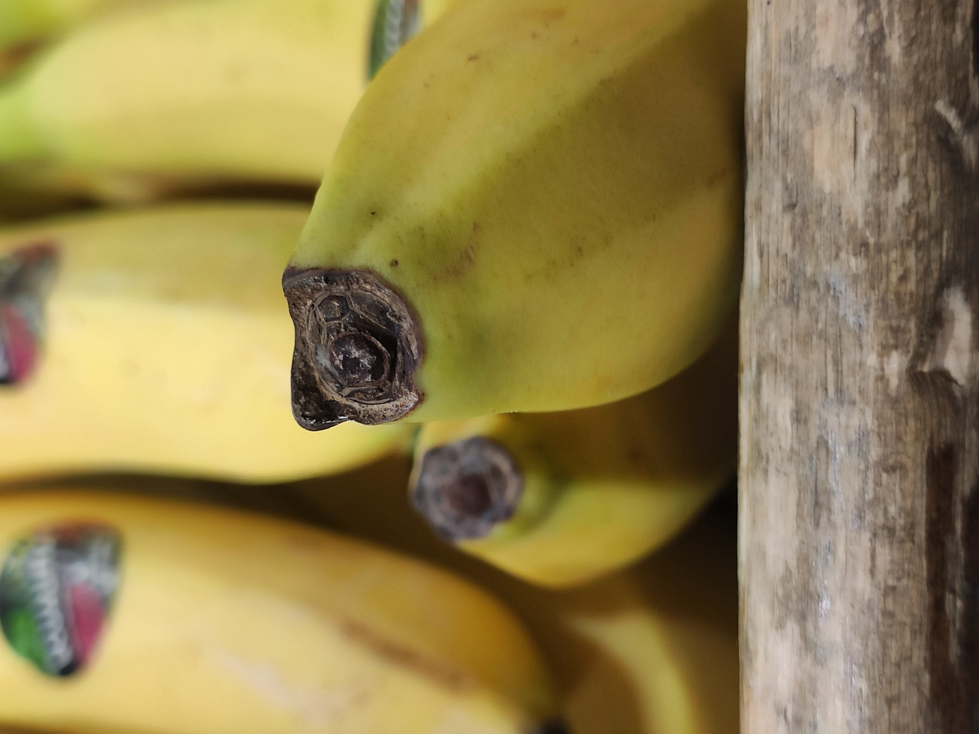 This is a close-up, shallow depth-of-field photograph of a bunch of bananas. The bananas are mostly yellow with some green near the stems. The texture of the peel is visible, and some small brown spots are present on one of the bananas. In the foreground, there is a blurred wooden surface, possibly a shelf or table. There is no indication of the location in Tashkent, Uzbekistan.