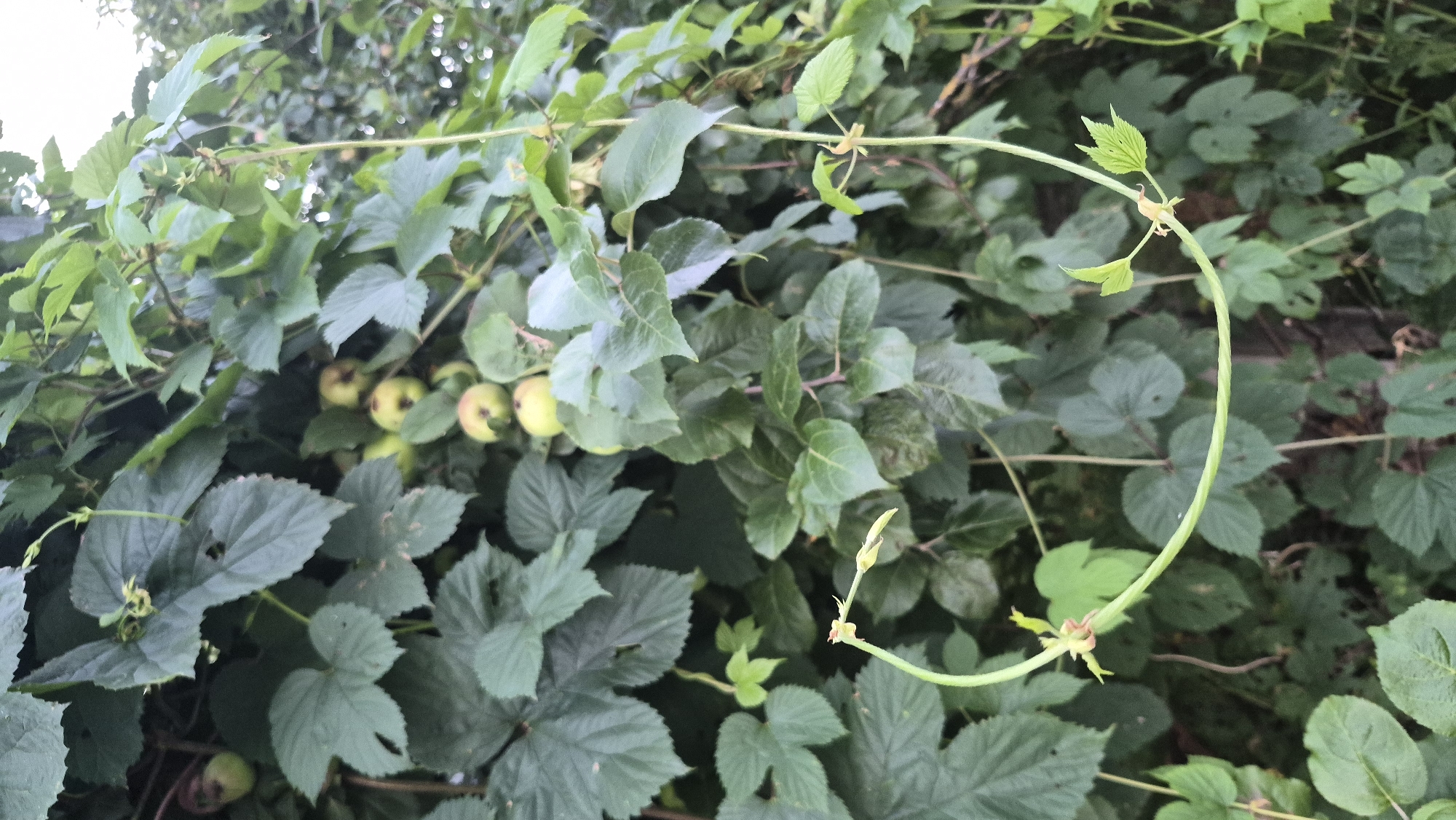 The image displays a dense cluster of green foliage, predominantly leaves and vines, with several small, round, light-green fruits visible amongst the leaves. A prominent, slender green vine curves across the lower portion of the image, with smaller tendrils extending from it and gripping onto the surrounding vegetation. The background is a blur of more green leaves, suggesting a natural, overgrown setting. The lighting is soft, indicating an overcast day or shaded area. The image was captured in Krauja, Latvia. No people are present in the scene.