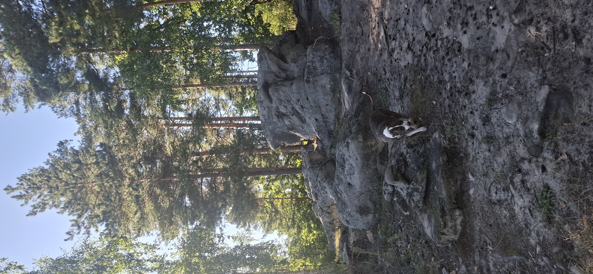 The image depicts a wooded area with large rocks, likely within Peredovoi, Russia. A dog, a brindle and white pit bull type, is walking on a path covered in dirt and small rocks, its tongue slightly out. The dog is positioned in the lower right quadrant of the frame. Behind the dog and extending across the midground are several large, gray rock formations. The background features a dense forest with tall pine trees and some deciduous trees, under a clear blue sky. Sunlight filters through the trees, casting dappled light on the ground and rocks. The terrain appears uneven and natural.