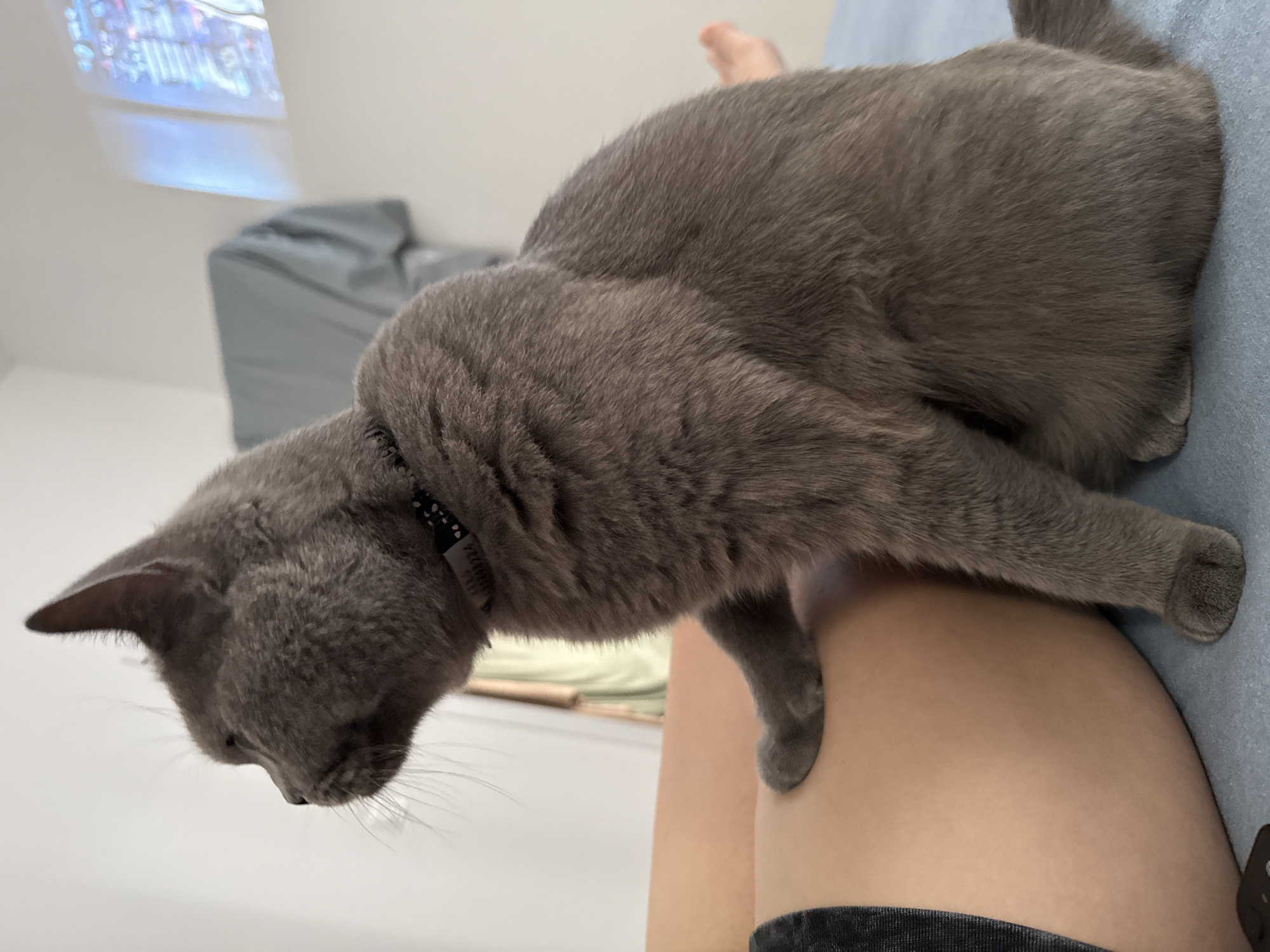 In an indoor setting, a grey cat with a black patterned collar sits on a blue surface, its left paw resting on a person's thigh. The person is wearing dark shorts. The background is out of focus, showing a wall, a draped grey object, and a projected image on a white surface. The environment suggests a domestic space, possibly a bedroom or living area. The specific location within Zielona Góra, Poland, cannot be determined from the image.