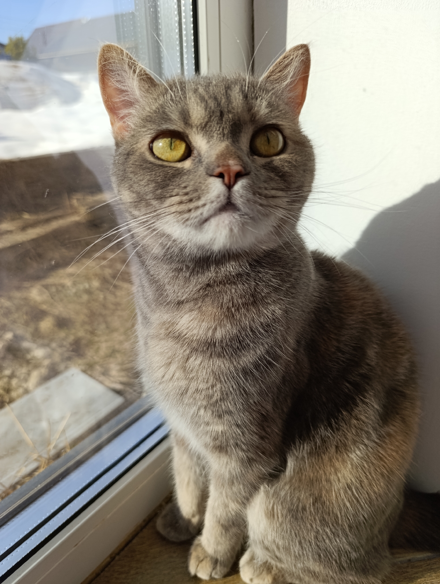 A grey tabby cat with yellow eyes is sitting near a window. Outside the window, there is a view of what appears to be a snowy field or yard. The cat is positioned near a white wall that has a shadow on it. The location is Chaikovsky, Russia.