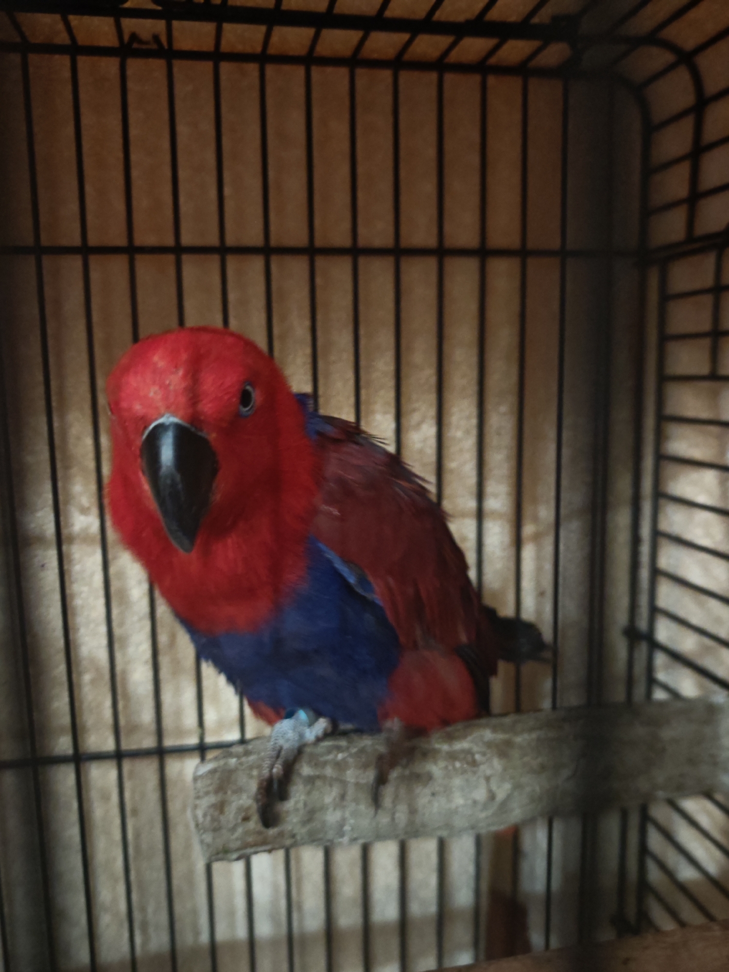 A female Eclectus parrot with vibrant red plumage on its head and wings and deep blue feathers on its chest sits perched on a branch inside a metal cage. The bars of the cage are visible, with a backdrop of what appears to be a plain, possibly fabric, surface. The parrot's black beak is prominent, and its expression is alert. The location is unknown; the image provides no information to confirm Burgas, Bulgaria.