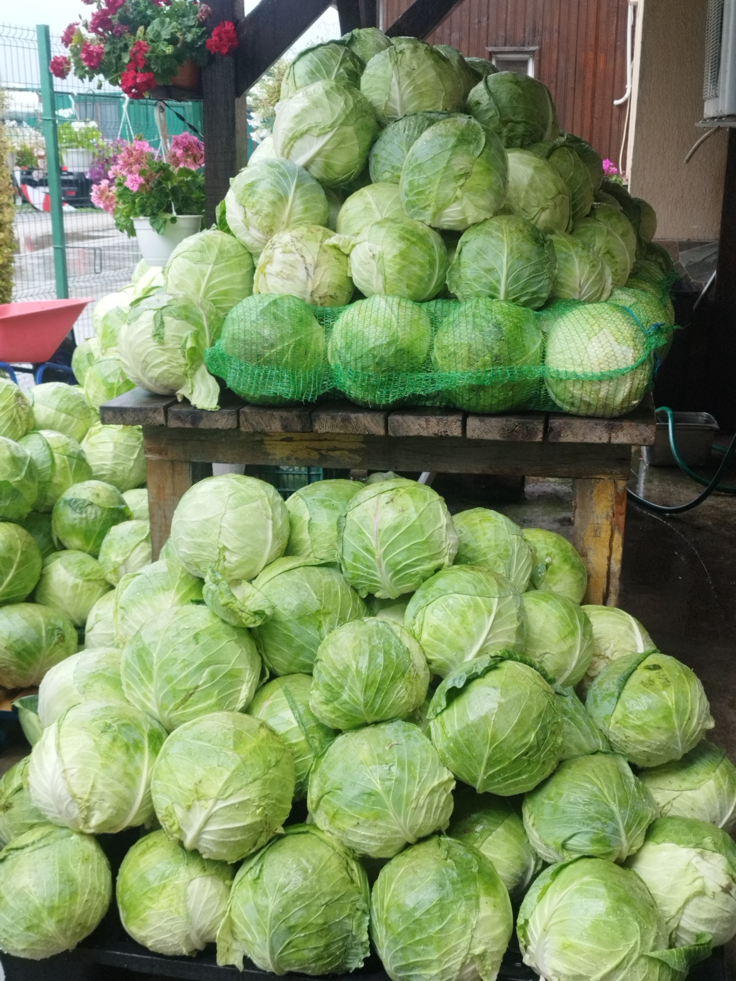 A large pile of green cabbages is displayed outdoors on a wooden table and stacked on the ground. Some cabbages are enclosed in green mesh bags. In the background, there are potted flowers, a fence, and a building. The scene suggests a market or produce stand. No people are visible in the image.