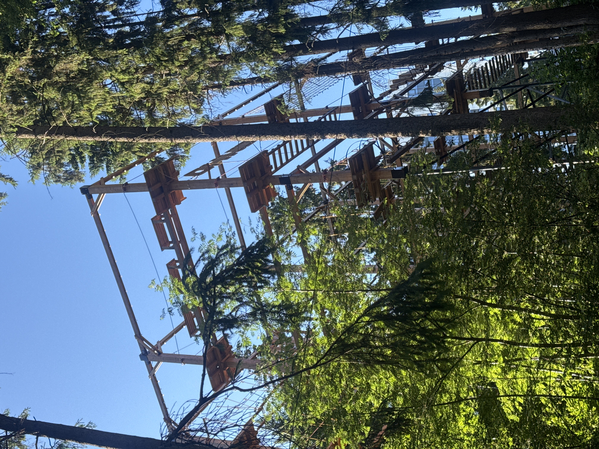 The image shows a high ropes course constructed within a forested area, likely in Izhevsk, Russia. The course consists of various wooden platforms, bridges, and climbing elements suspended between tall trees. The perspective is from below, looking upwards through the trees and at the structure. Several large tree trunks are visible, some integrated into the course itself, with branches and foliage partially obscuring the view of the sky and the ropes course.
The sky is a clear, bright blue, indicating fair weather and likely daytime, possibly late morning or early afternoon given the sunlight filtering through the trees. The scene evokes a sense of adventure and outdoor recreation. The wooden elements of the course appear sturdy, suggesting it is an established attraction. There is no visible text in the image. The focus is on the natural environment intertwined with the man-made structure of the ropes course.