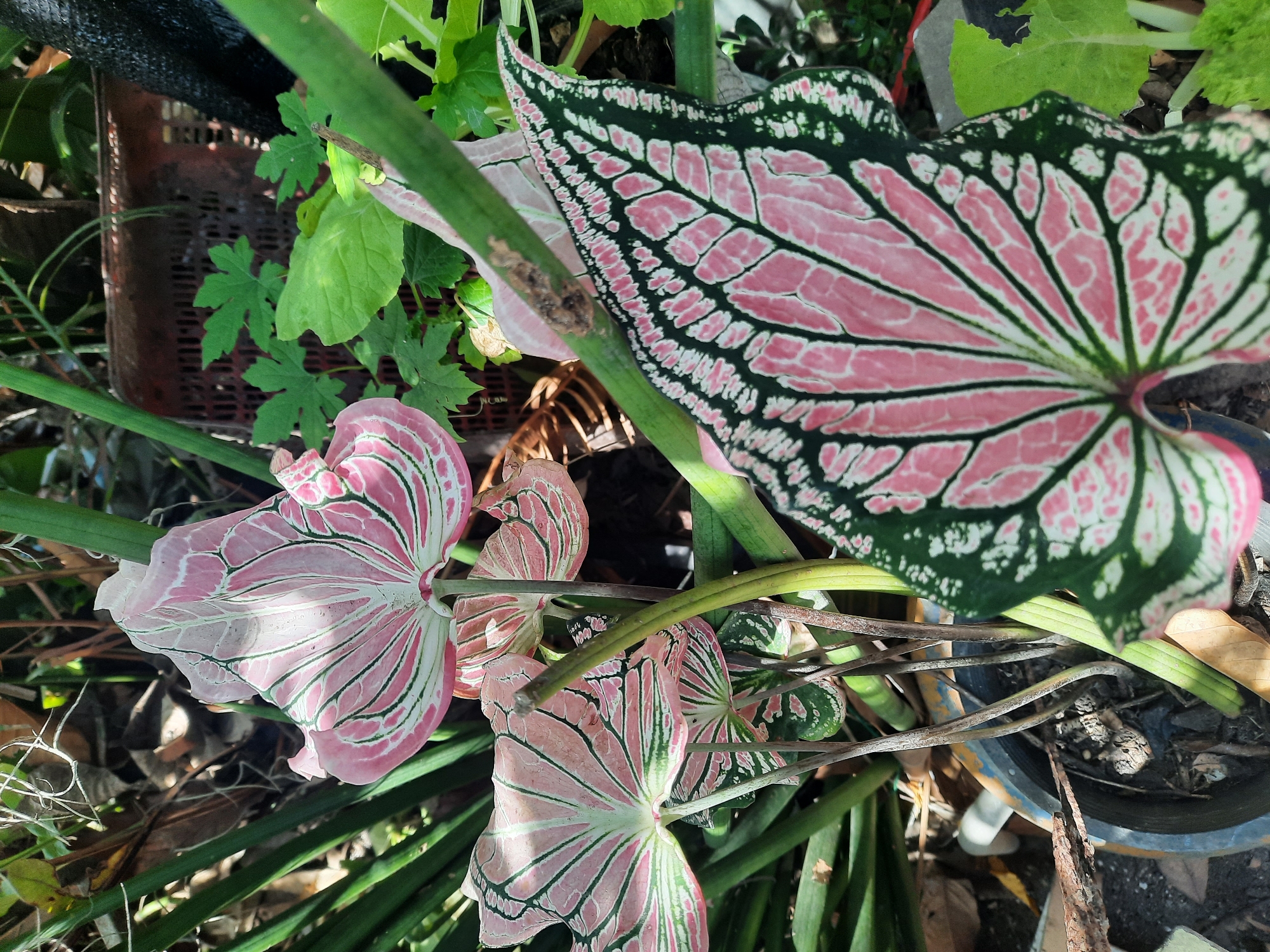 This image shows a cluster of Caladium plants with pink and green variegated leaves. The plants are in varying stages of growth. A mix of other plants and a plastic crate surround the caladiums. The background contains various dried plant debris, indicative of an outdoor garden setting. The location is possibly Baan Lipa Noi, Thailand, as stated, although there are no specific landmarks visible in the image to confirm the location.