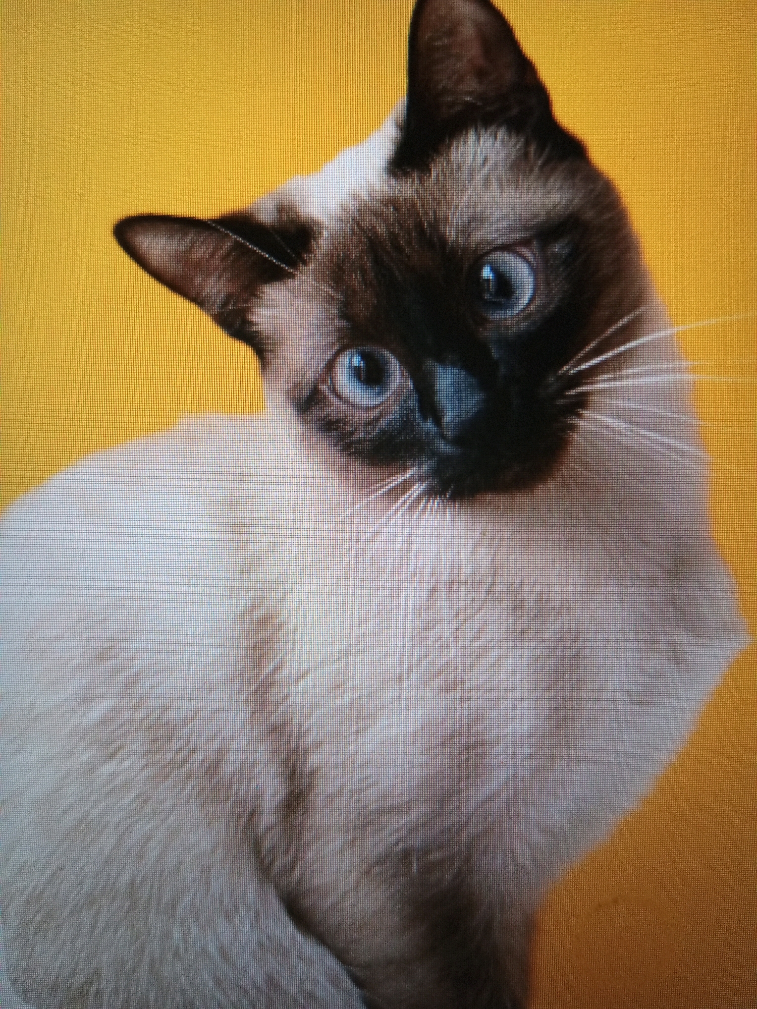 A Siamese cat with striking blue eyes is pictured against a vibrant yellow background. The cat's fur is a mix of cream and dark brown, with its face and ears being predominantly dark. Its gaze is directed slightly to the left of the camera, and its head is tilted. The lighting highlights the cat's whiskers and the texture of its fur. The image is a close-up, focusing on the cat's head and upper body. There is no information within the image or its context to suggest a location in Isma'il Pura, Pakistan.