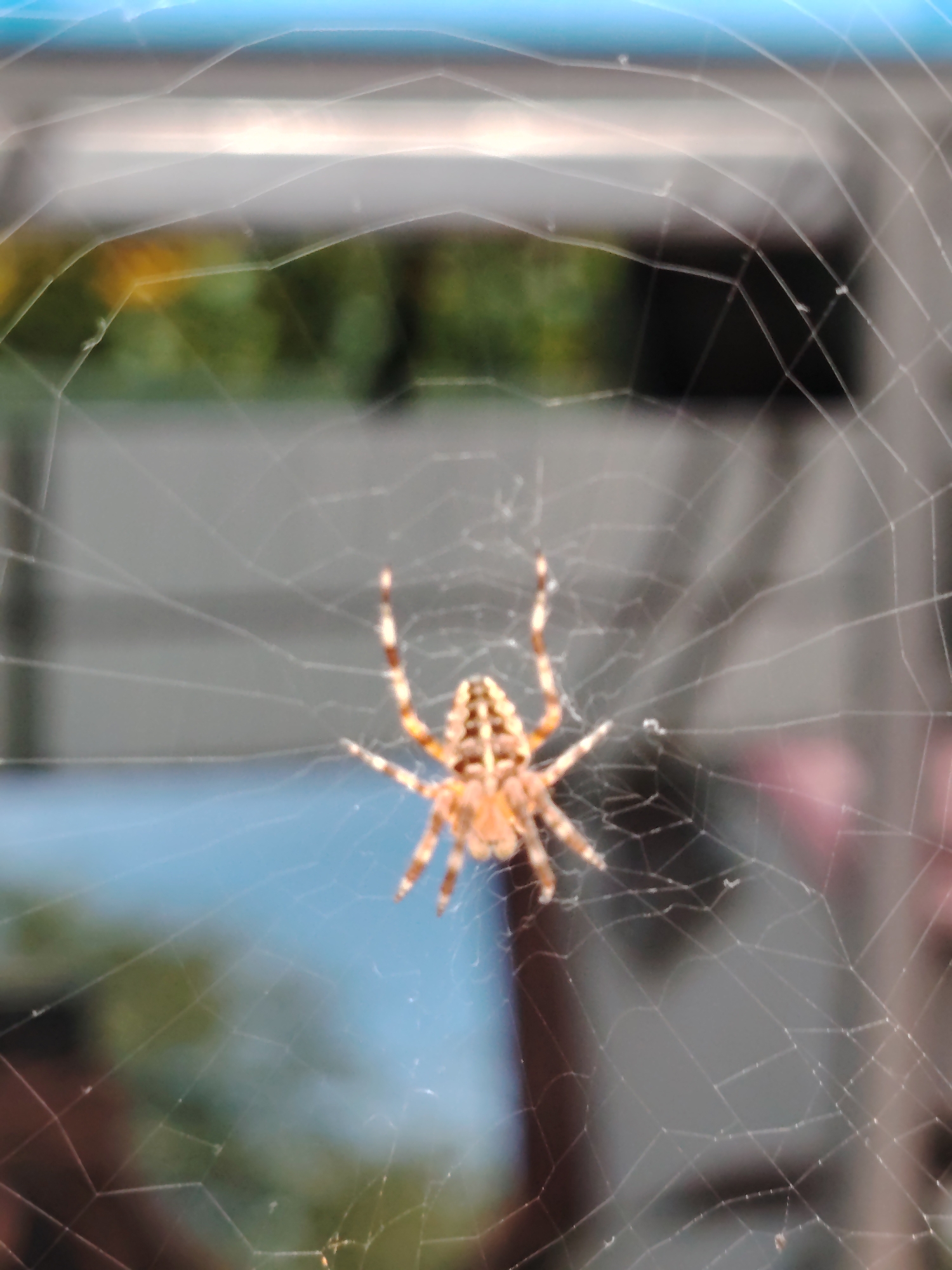 A close-up, eye-level shot shows a spider on its web. The spider is an orb-weaver, characterized by its large abdomen and the typical circular web it constructs. The spider is light brown with darker markings on its abdomen and legs, and its legs are extended, gripping the strands of the web. The web itself is intricate and delicate, with visible radial and spiral threads, and is illuminated by soft light, highlighting its structure and any tiny droplets of water or dew that may be present. The background is softly blurred, suggesting an outdoor setting. Dominant colors in the background include muted greens, blues, and grays, hinting at foliage and a sky or structure. The overall impression is one of natural detail, focusing on the spider and its intricate home. There is no indication of the city of Unknown, Ukraine.