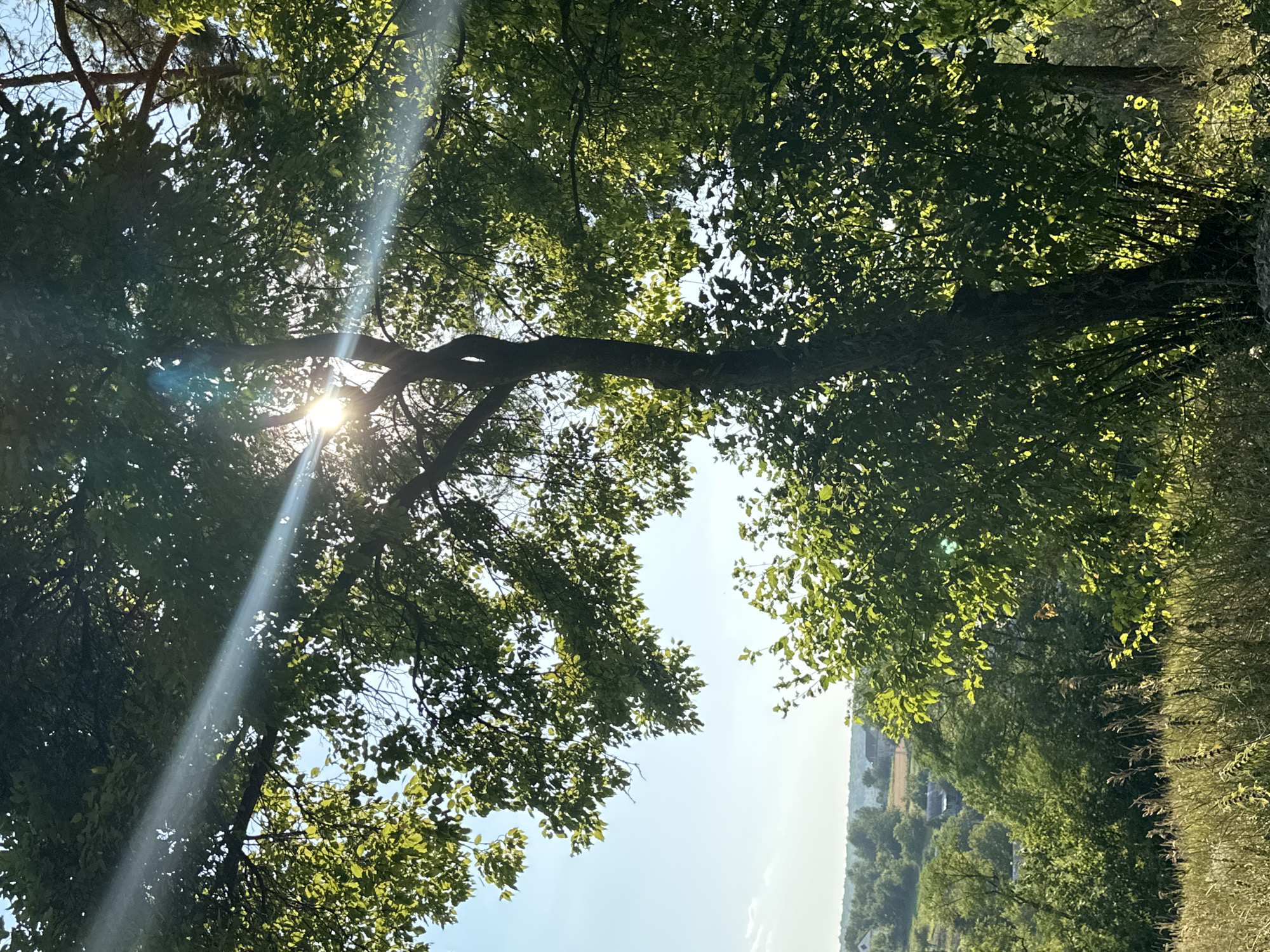 The image depicts a sun-drenched rural landscape, likely in or around Makiv, Ukraine. The foreground is dominated by a large tree with lush green leaves, through which the sun is shining, creating a lens flare effect and casting rays of light. The tree's trunk is dark and textured. Behind the tree, a gently rolling hillside is visible, covered in more trees and vegetation. In the distance, a few houses with light-colored roofs can be seen, nestled among the greenery, suggesting a small village or scattered dwellings. The sky is clear and blue, with a few wispy clouds. The overall impression is one of a bright, warm, and peaceful summer day in the Ukrainian countryside. There are no people or animals visible in the image.