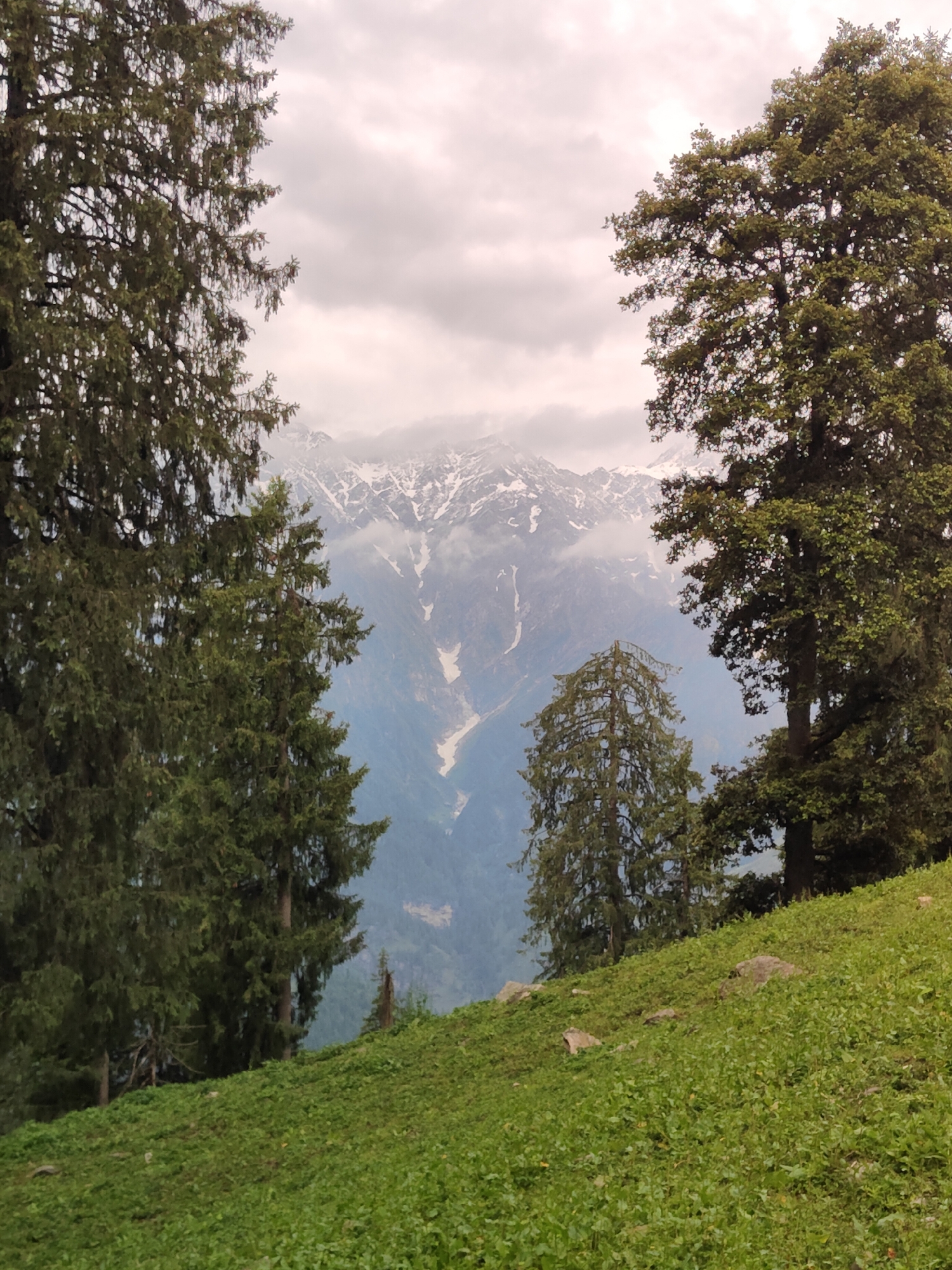 A wide-angle, eye-level shot captures a serene mountain landscape near Vashisht, India. The foreground is dominated by a lush, green, grassy slope dotted with a few scattered rocks. Framing the scene are two large, mature coniferous trees on the left and right sides, their dense foliage partially obscuring the view of the distant mountains.
Beyond the trees, a majestic mountain range rises, its peaks partially shrouded in soft, white clouds. Patches of snow are visible on the upper slopes, contrasting with the darker, rocky terrain below. A winding, light-colored path or riverbed is visible snaking down one of the mountain faces, adding a sense of depth and scale to the vista. The sky above is overcast with diffused light, creating a gentle, ethereal atmosphere. The overall impression is one of natural beauty and tranquility.