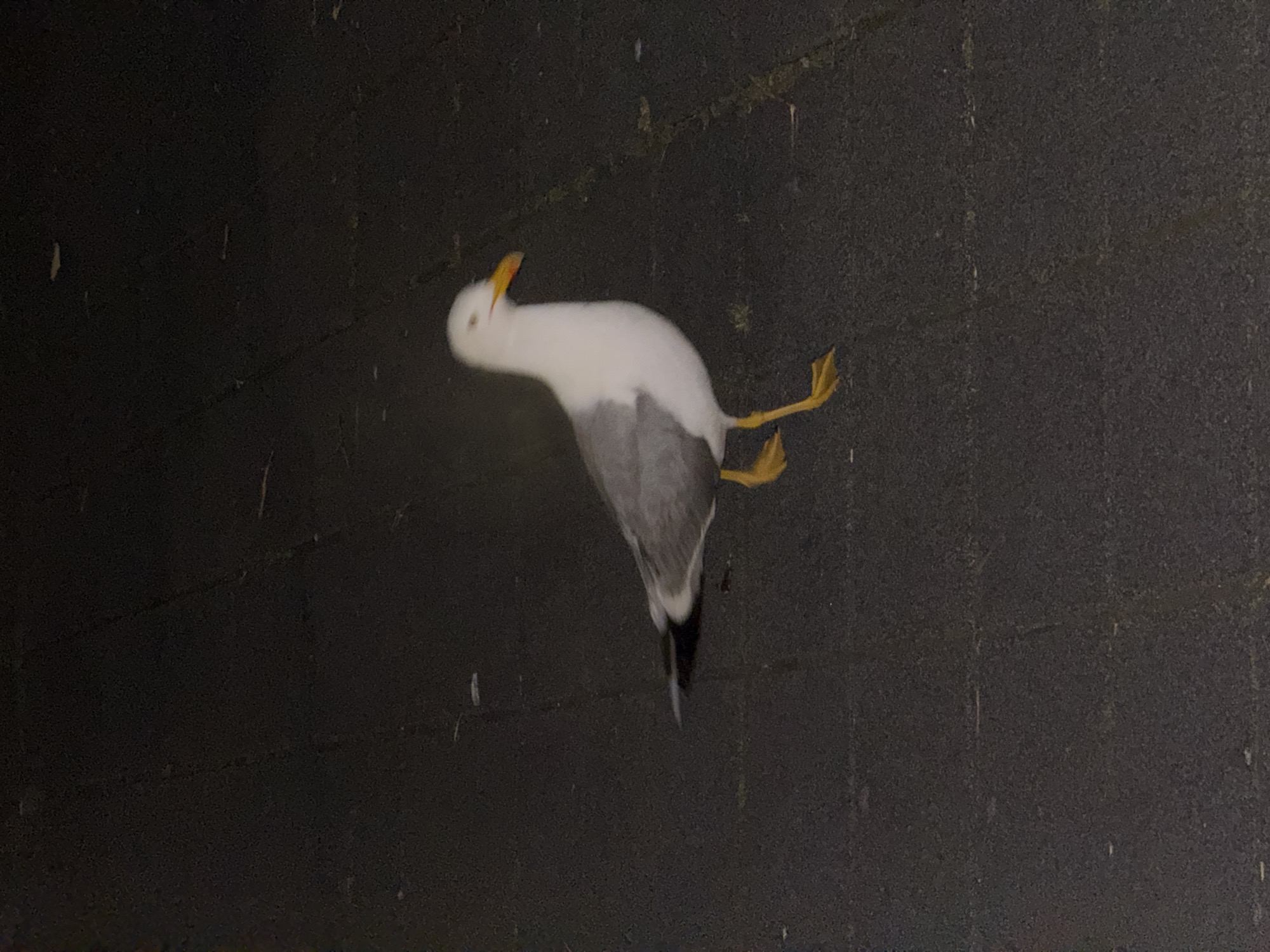 A seagull stands on a dark, paved surface, possibly a walkway or street, in Burgas, Bulgaria. The bird is predominantly white with gray wings and a yellow beak and legs. Its eyes are open, and it appears to be looking to the right. The lighting suggests it is either dusk or nighttime, with artificial light illuminating the scene. The background is dark and textured, showing the pavement with faint lines and small debris.