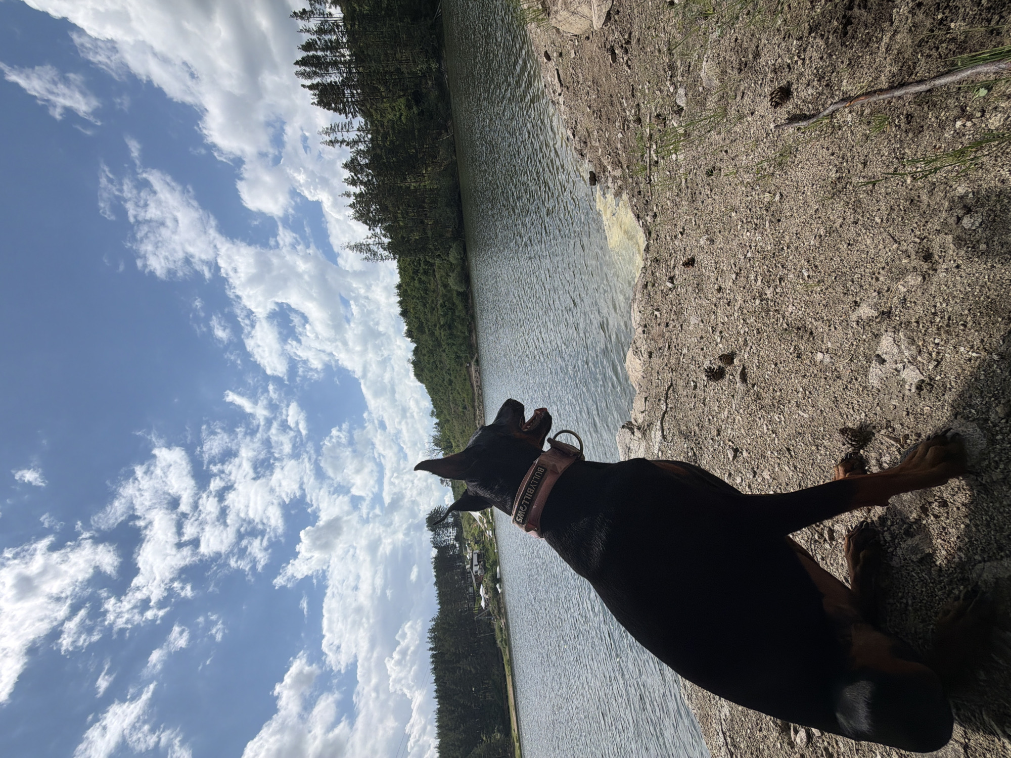 The image displays a black and tan Doberman Pinscher dog seated on a light brown, gravelly shoreline next to a lake in Alino, Bulgaria. The dog is oriented with its back to the viewer, angled slightly right, and observing the water and the opposing shore. It wears a pink collar embossed with the text "BULLYBILLOWS". Its ears are erect, and its mouth is open.
The immediate ground surface is composed of granular, light brown soil mixed with small stones, interspersed with pinecones and sparse green vegetation. A bare stick lies on the ground in the lower right. The lake, occupying the middle ground, exhibits a dark grey-green hue with visible surface ripples. Along the water's edge on the right, a concentrated yellowish-green substance, consistent with pollen or algae, is present.
The distant background features a heavily forested landmass rising from the lake, predominantly covered by coniferous trees, interspersed with some broadleaf foliage. On the far left of the distant shore, several light-colored structures, possibly residential or utility buildings, are discernible amidst the trees. The sky above is a clear blue with numerous scattered white clouds, including both denser cumulus and more diffuse cirrus formations. The scene is illuminated by strong daylight, casting defined shadows.