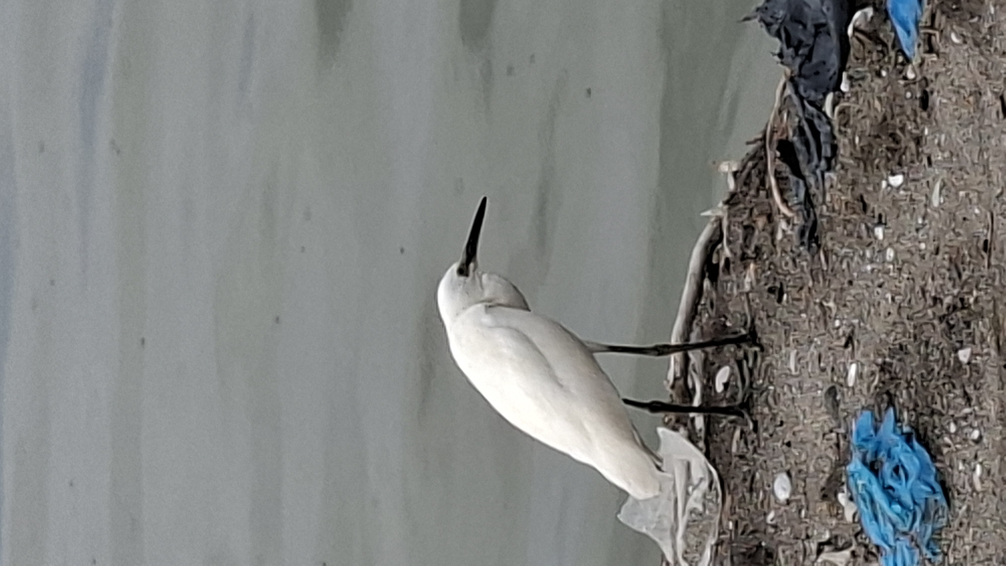 A solitary white egret stands on a shoreline littered with debris, including blue plastic bags and dark plastic sheeting. The bird, with its long black beak and slender legs, is positioned mid-frame, facing to the right. Its body is curved, and its head is lowered as if foraging. The background is a murky body of water with subtle ripples. The shore is covered in a mixture of small stones, dirt, and discarded human-made items, suggesting a polluted environment. The image appears to be taken outdoors, likely in a coastal area. The specific location in Lhokseumawe, Indonesia, is not visually discernible from the image itself.