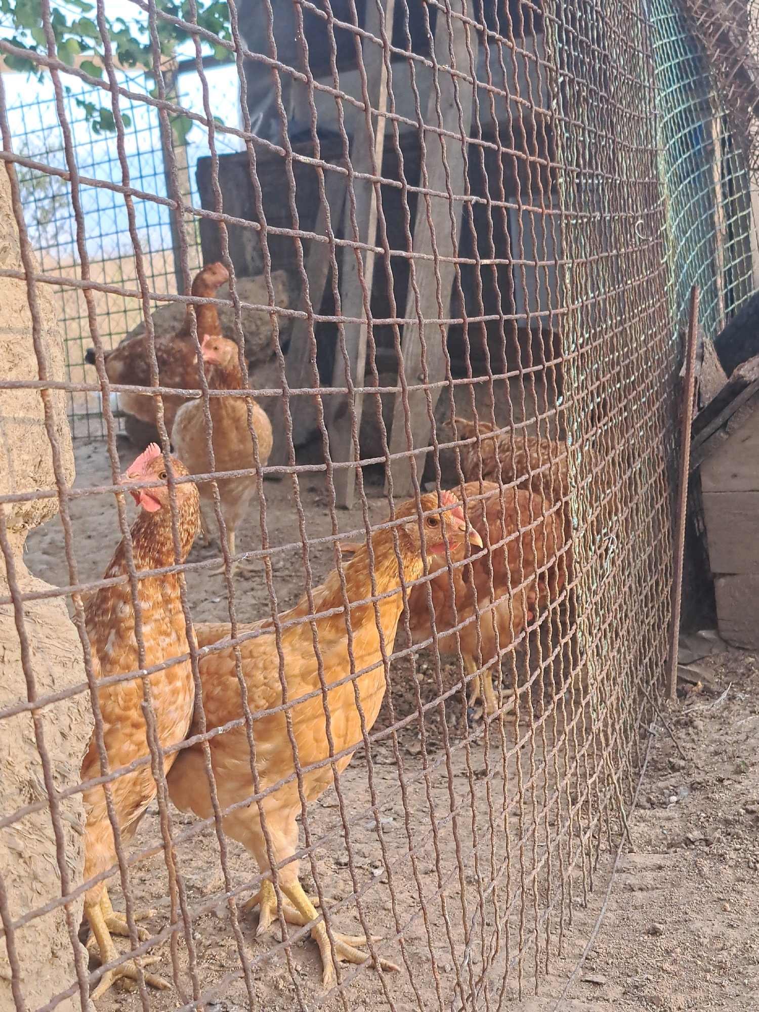 In Vypasne, Ukraine, an outdoor chicken enclosure is depicted, primarily viewed through a rusty wire mesh fence. The enclosure's ground is sandy and uneven, with scattered debris. Several chickens, predominantly light brown in color, are visible within the enclosure. One chicken in the foreground, facing left, is clearly visible, with its head slightly tilted. Behind it, other chickens are partially obscured by the fence and by each other. In the background, part of a wooden structure and some foliage are visible, suggesting a rural or backyard setting. The lighting indicates it is daytime.