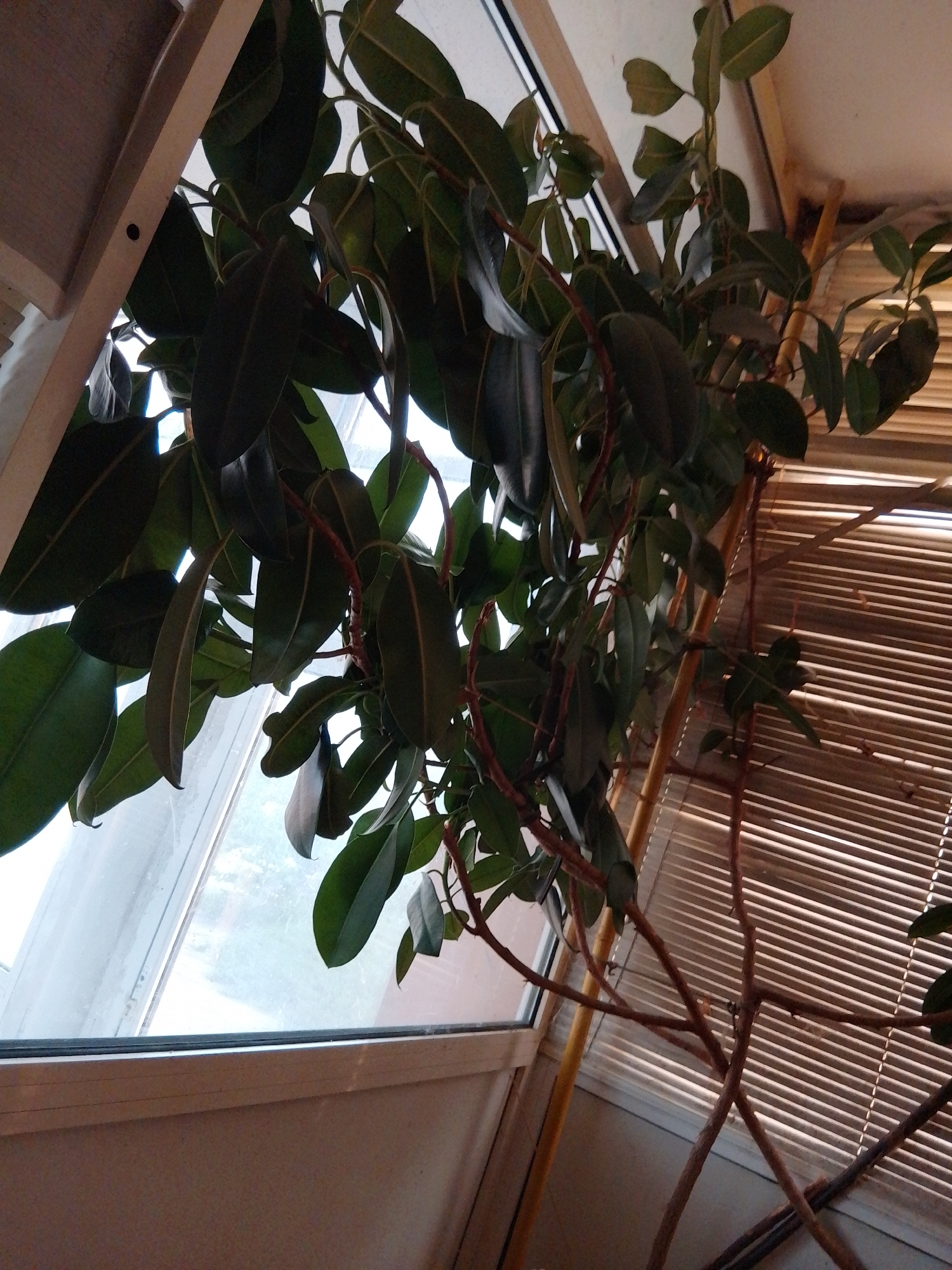 The image displays an interior scene, likely an attic, sunroom, or room with a sloped ceiling and window, located in the city of Unknown, Unknown. A large Ficus elastica (rubber plant) dominates the central and upper portions of the frame, characterized by numerous dark green, glossy leaves and reddish stems/petioles. The plant is positioned in front of a white-framed, angled window or skylight visible on the left and upper-middle, through which an indistinct outdoor environment or cloudy sky is visible. Below the window, a segment of a light-colored wall is present. To the right, light-colored horizontal blinds, possibly made of wood or bamboo, are partially open, allowing distinct parallel strips of natural light to enter the space. A slender, light-colored support pole, possibly bamboo, is visible vertically behind the plant on the right side. A wooden structural beam or frame component extends diagonally from the upper left, partially obscured by plant foliage, and features a small, dark, circular indentation. The perspective is upward-looking and slightly angled. No individuals are present in the scene.