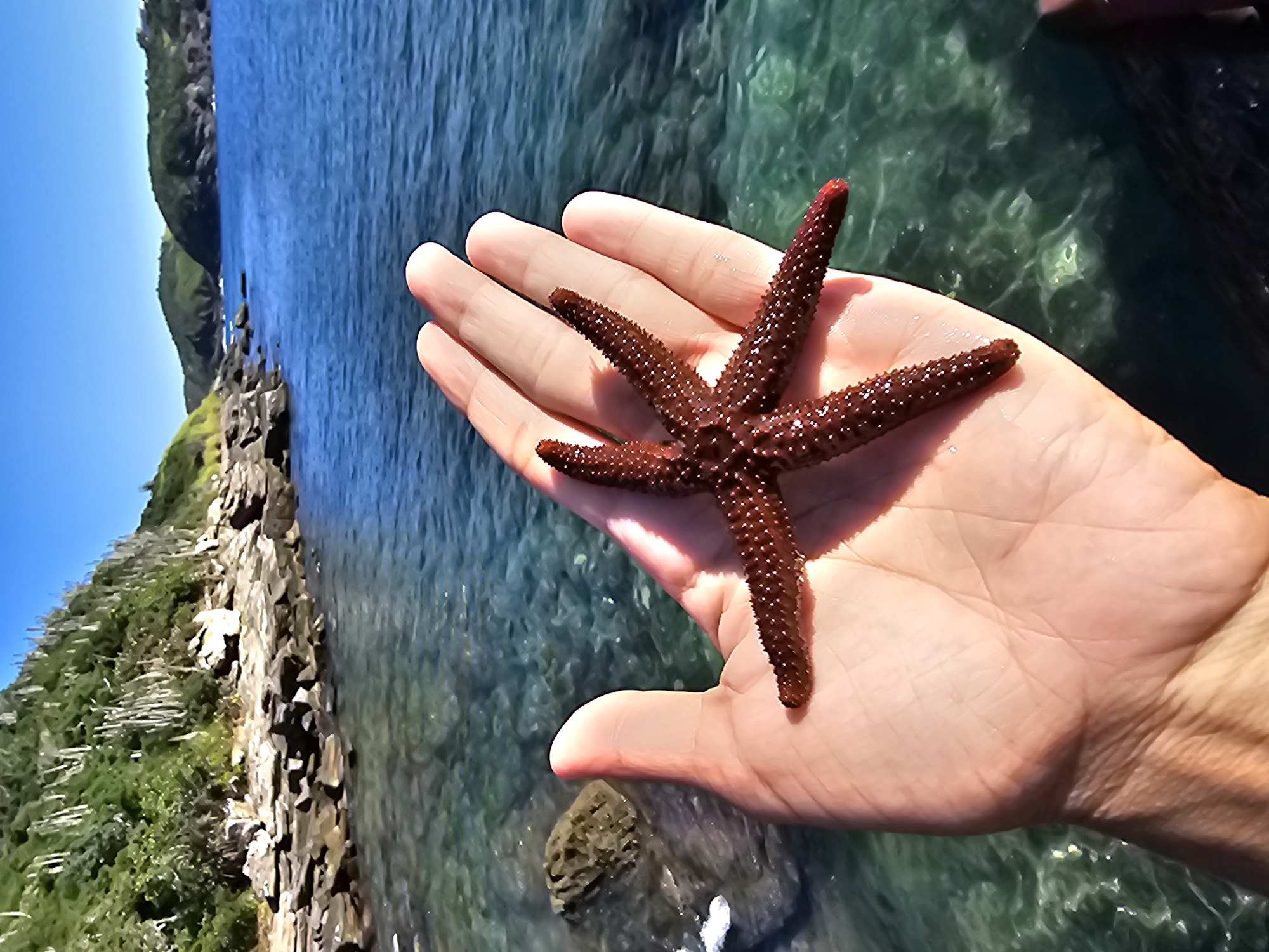A close-up shot shows a human hand holding a five-armed, dark red starfish. The hand is positioned over clear, shallow water, revealing rocks and seaweed beneath. In the background, a rugged coastline with dense greenery and rocky formations stretches along the left side of the frame. The sky is clear and blue.
The location is likely in Armação dos Búzios, Brazil, given the combination of rocky coastline, clear waters, and lush vegetation.