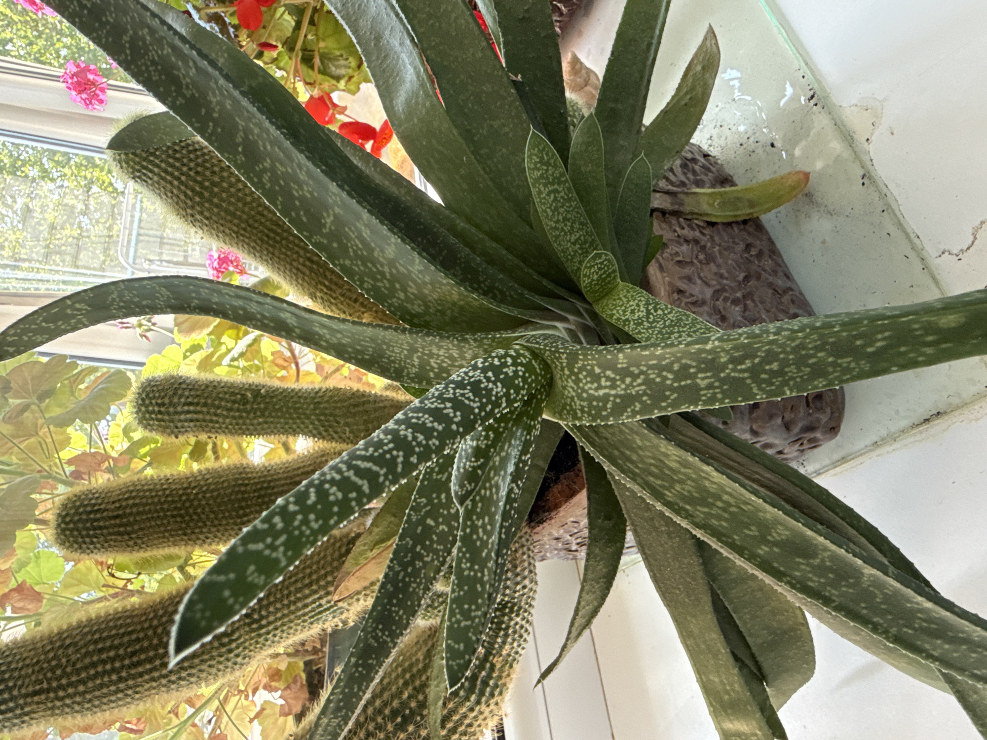 In Rudamina, Lithuania, an indoor scene features a potted plant on a white surface, likely a windowsill. The plant is a succulent with long, green, speckled leaves and is surrounded by several tall, fuzzy cacti. In the background, through a window, sunlight filters onto foliage and red and pink flowers, suggesting a bright, possibly sunny day. The overall impression is one of a domestic setting with a collection of plants.