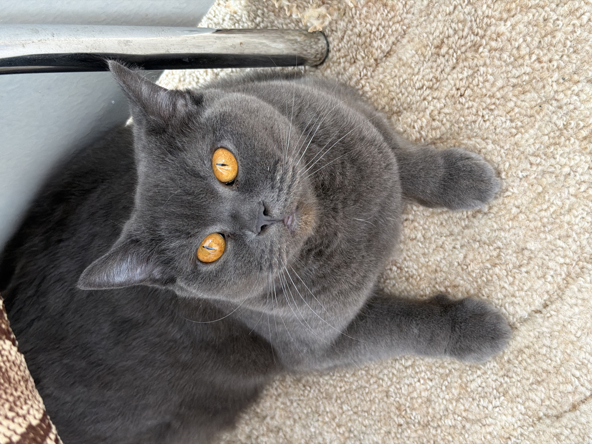 A grey British Shorthair cat with bright orange eyes is lying on a beige carpet. The cat is facing the camera, with its paws tucked in front of it. Its body is partially obscured by a patterned object on the left and a metallic chair leg on the right. The background consists of a wall and a floor covered in light-colored carpet. The scene appears to be indoors, possibly in a domestic setting. The specific location in Tsiolkovsky, Russia, is not discernible from the image itself.