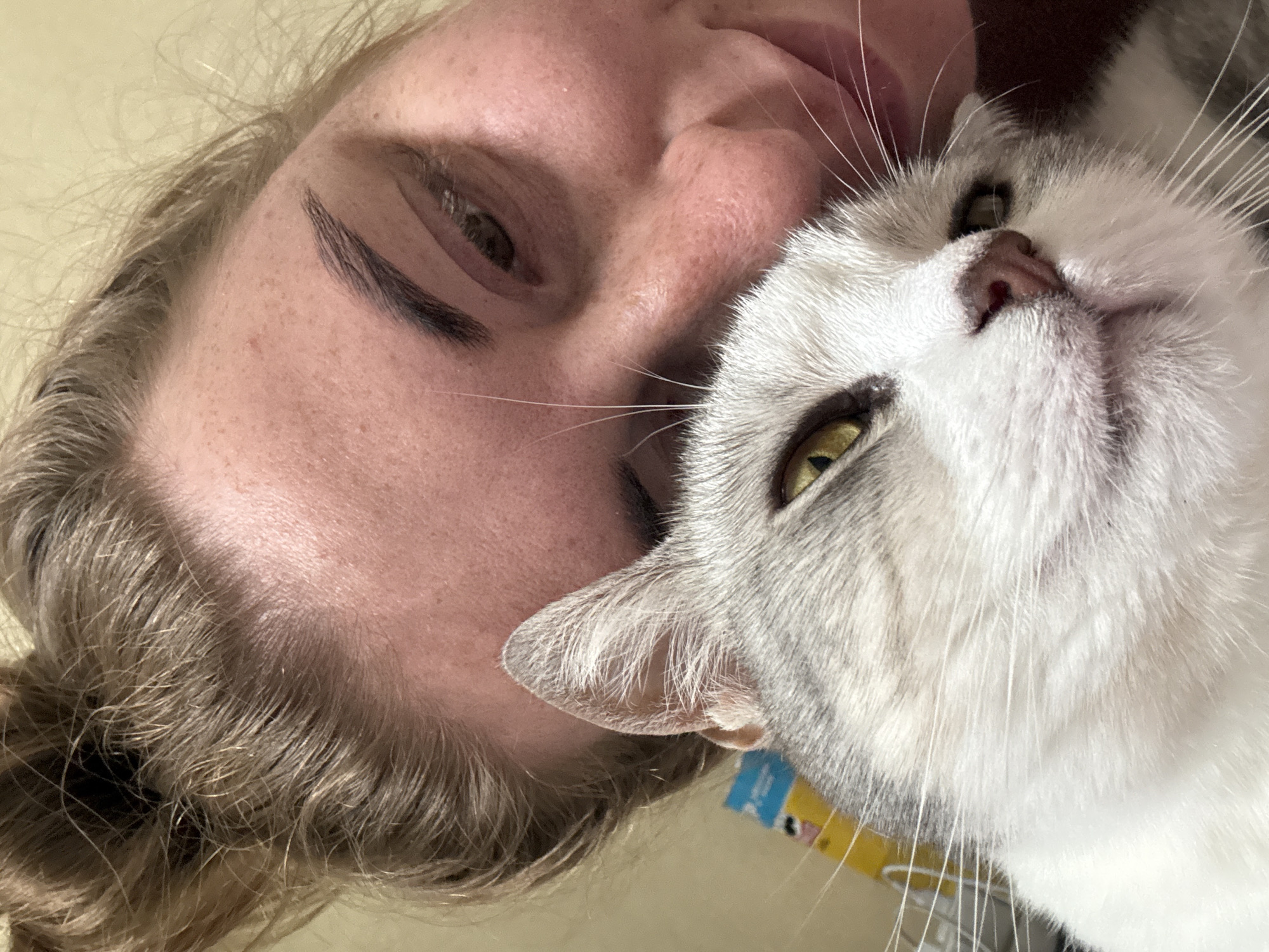 An indoor, close-up, head-and-shoulders, selfie-style shot shows a person's face and a cat's face. The person has blonde hair pulled back into a bun, fair skin with freckles, and is looking downwards. The cat has grey and white fur, yellow eyes, and is positioned in front of the person, with its head partially obscuring the person's face. The background is a plain, light-colored wall.