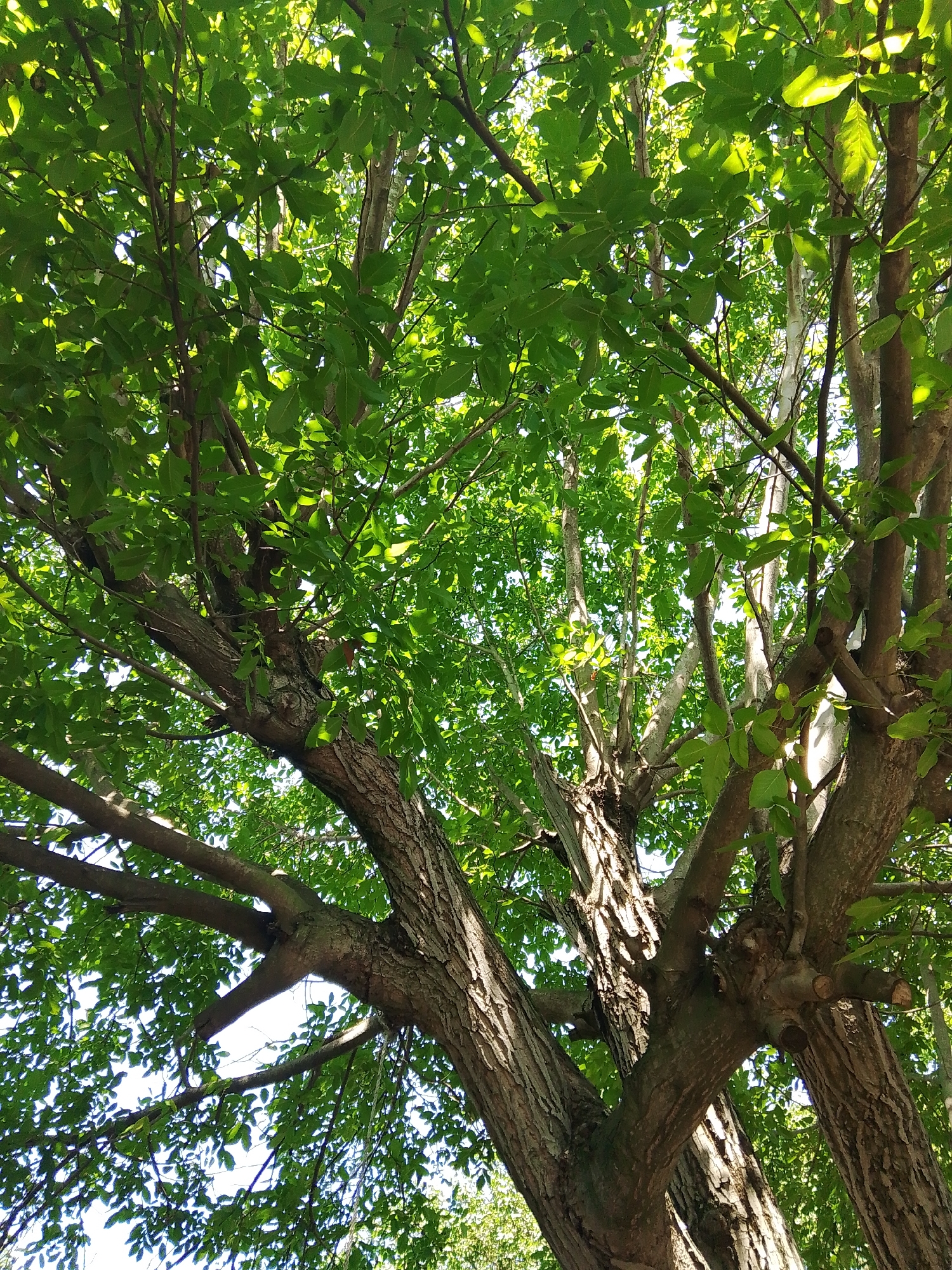 An upward-angle shot shows the dense green foliage of a tree canopy against a bright sky. The bark of the thick trunk and branches is rough and textured, with visible cracks and ridges. Multiple branches extend outwards and upwards, some thicker than others, creating a complex network of limbs. Sunlight filters through the leaves, creating dappled patterns of light and shadow. The background is mostly obscured by the leaves, with glimpses of a lighter sky and other trees in the distance. The location is described as Unknown, Unknown, within an unspecified city.
