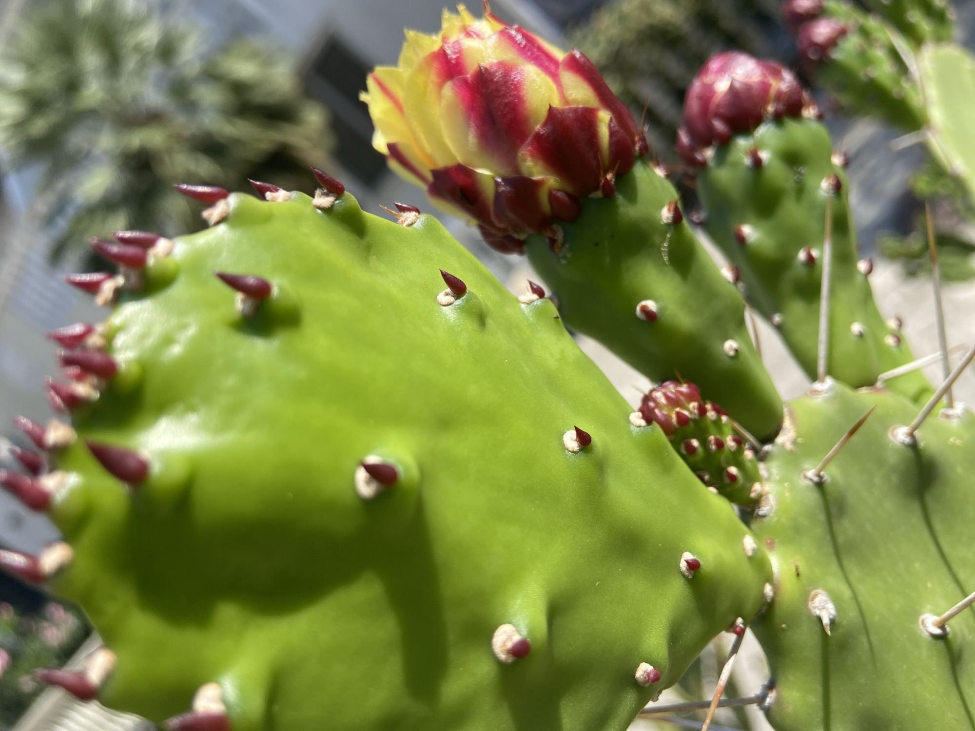 A close-up of a prickly pear cactus with several pads, and red/yellow blooms. The cactus pads are green, and the spines are brown. The background is blurred, but appears to be a city environment with buildings and trees. The photograph was taken in the city of Budva, Montenegro.