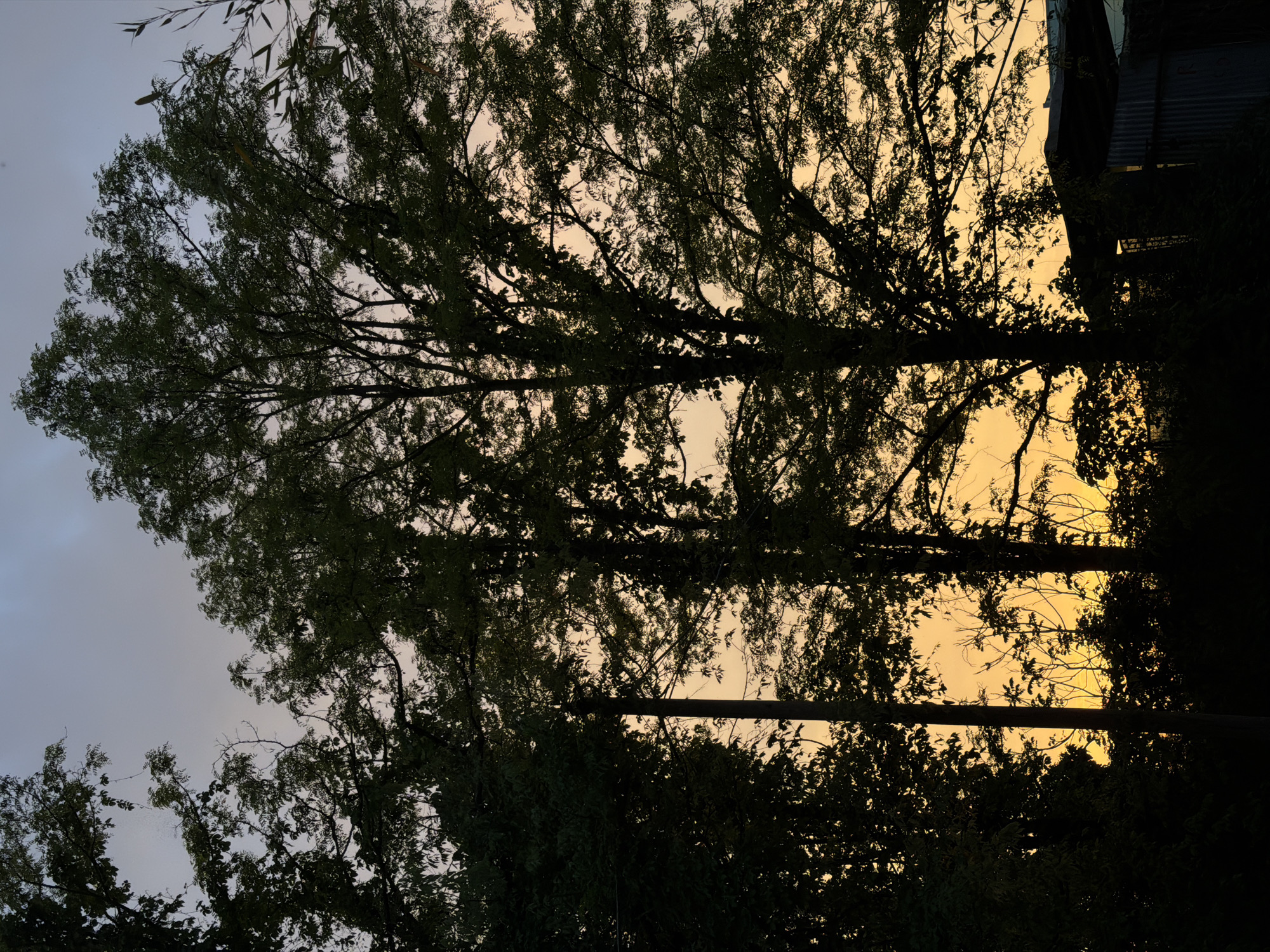 The image depicts a silhouette of trees against a sky transitioning from light gray to orange. The trees are in the foreground, with their branches and foliage creating a dense pattern against the sky. The sky in the background shows a gradient of color, suggesting either sunrise or sunset. In the top right corner of the frame, a dark, undefined structure is partially visible, possibly a building. The lighting is subdued, with the trees appearing almost black against the brighter sky. Without further context or details, it's difficult to determine the exact location in Milan, Italy, or to provide specifics about the time of day.