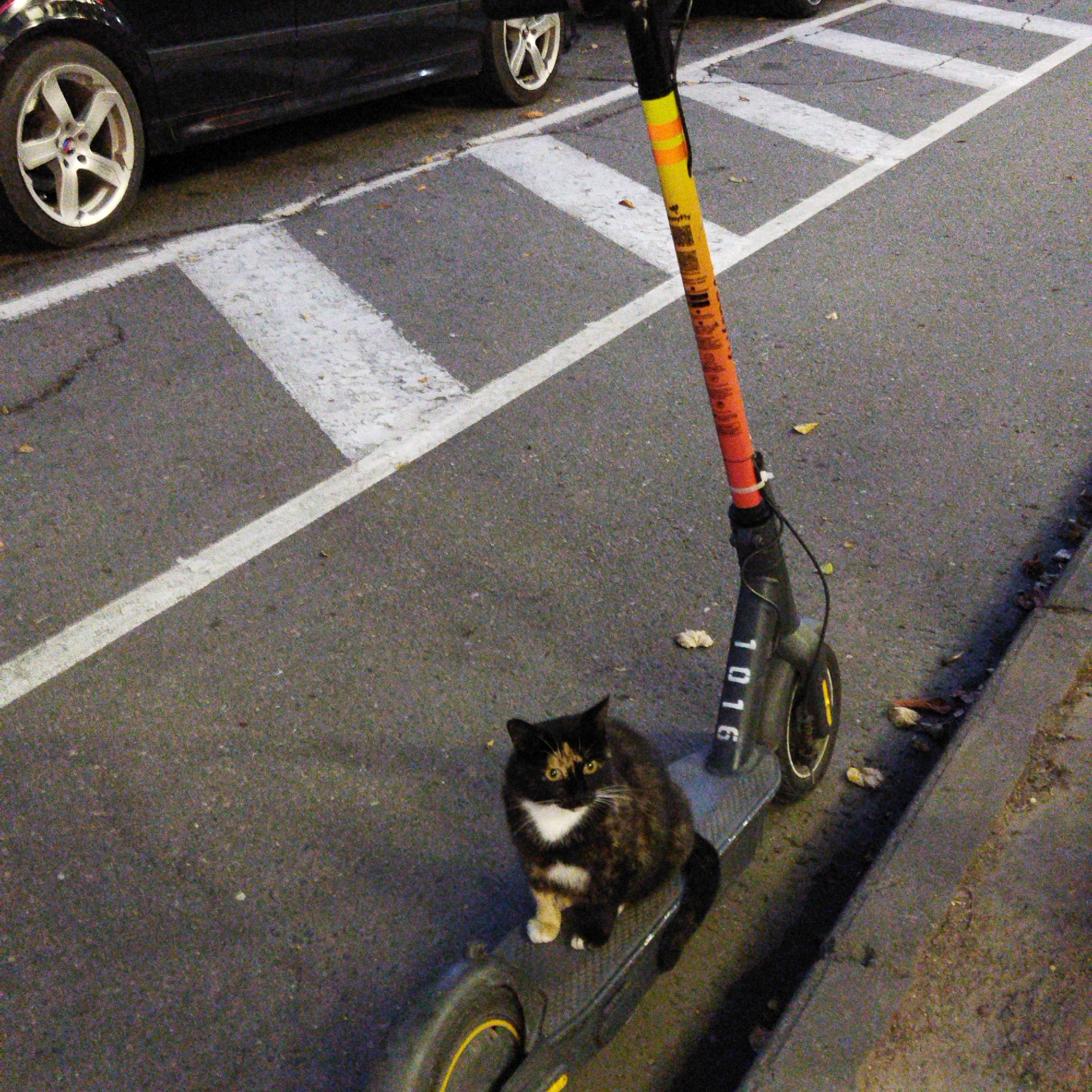 A calico cat sits on the deck of a black electric scooter with a yellow and orange pole. The scooter has the number "1016" printed vertically on its stem. The scooter is parked on an asphalt street, near a curb with fallen leaves. White diagonal lines mark a crosswalk on the street. A black car is parked to the left of the scene. The image appears to have been taken in Polatsk, Belarus.