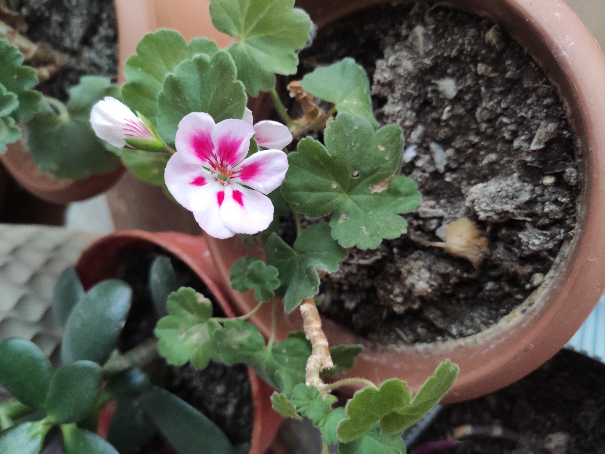 A close-up, eye-level, indoor shot focuses on a blooming geranium plant in a terracotta pot. The flower, predominantly white with vibrant fuchsia markings at its center, is the main subject. Surrounding it are several green, lobed leaves, some with slightly fuzzy textures. A brown, slightly dried stem extends from the left of the frame, supporting some of the foliage. The soil in the pot is dark, with visible pebbles and small debris. In the background, out of focus, are other potted plants with thick green leaves, possibly a jade plant, also in terracotta pots. The overall lighting suggests an indoor setting, possibly a windowsill. The image does not depict any people or indicate a specific location within the city of Etimesgut, Turkey.
