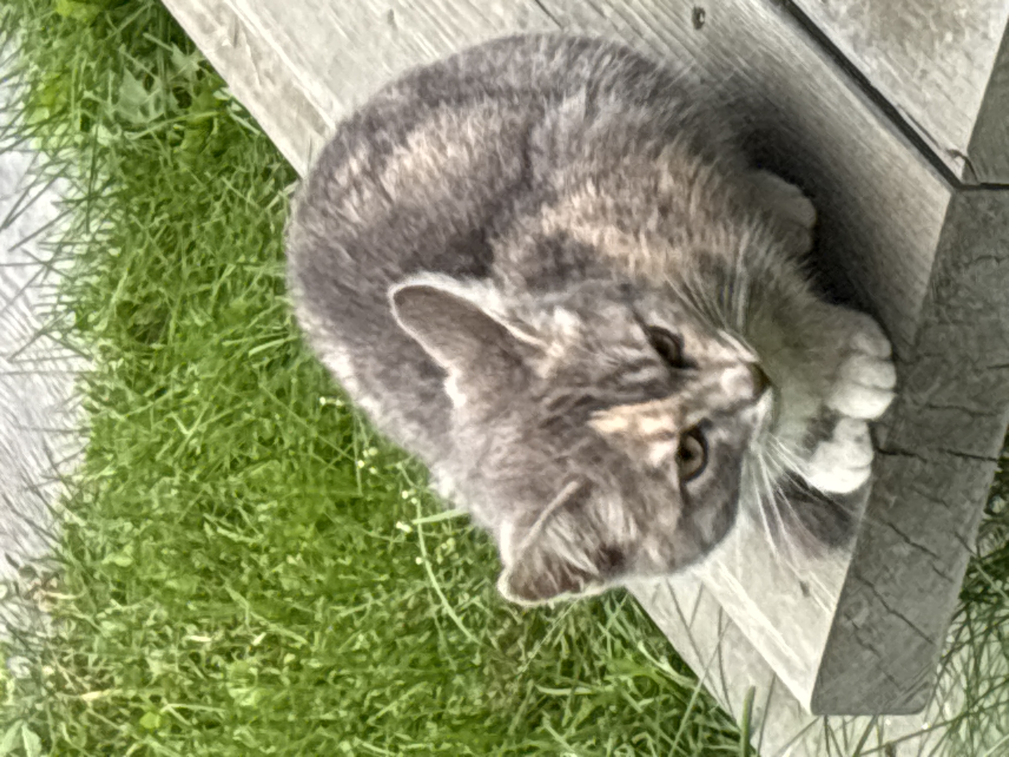 A calico kitten with grey, white, and orange markings is crouched on a weathered wooden plank bench. The kitten is looking downwards and slightly to the right, with its front paws tucked beneath its body. The bench is positioned outdoors, with a background of lush green grass. The image is taken from a high angle, looking down at the kitten. The specific location in Zvenigorod, Russia, cannot be determined from the visual information provided in the image.