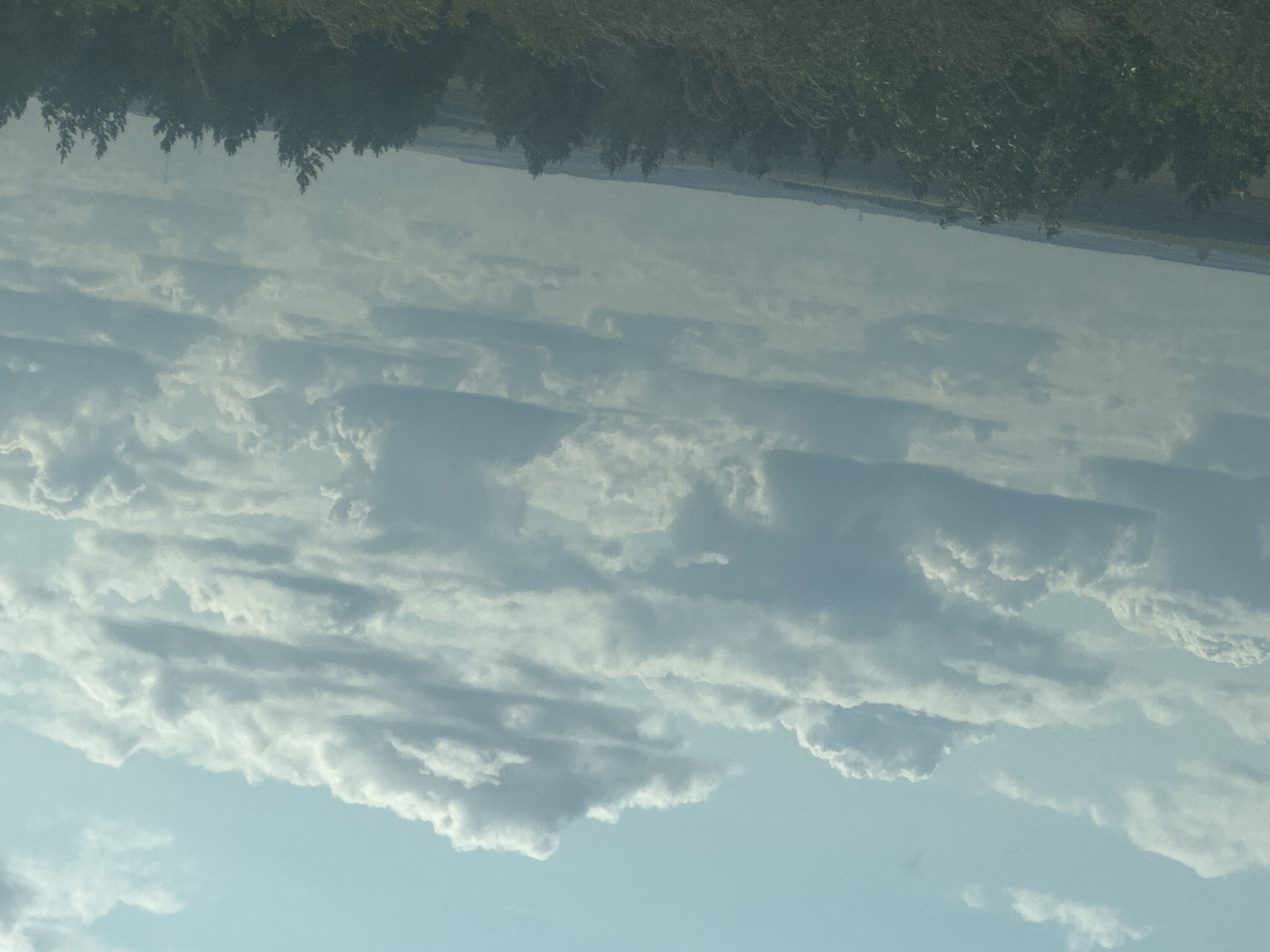 The image displays a wide shot of a landscape dominated by a vast sky filled with numerous cumulus clouds of varying sizes and densities, against a pale blue backdrop. Below the sky, a distant horizon reveals a rural setting. The lower portion of the image features a dark green, dense treeline, possibly a forest or a line of tall bushes. The treeline obscures much of the ground, but hints of undulating terrain can be seen in the background, suggesting hills or rolling fields. A faint, hazy atmosphere is present, particularly towards the horizon. The lighting suggests it is daytime, with diffused sunlight filtering through the clouds, creating soft shadows and highlights. There are no visible people, animals, or man-made structures in the immediate foreground or clearly identifiable in the background, apart from what might be faint power lines or towers on the far left horizon. The overall impression is one of a natural, open landscape under a cloudy sky. The location is stated to be Vasilievka, Russia.