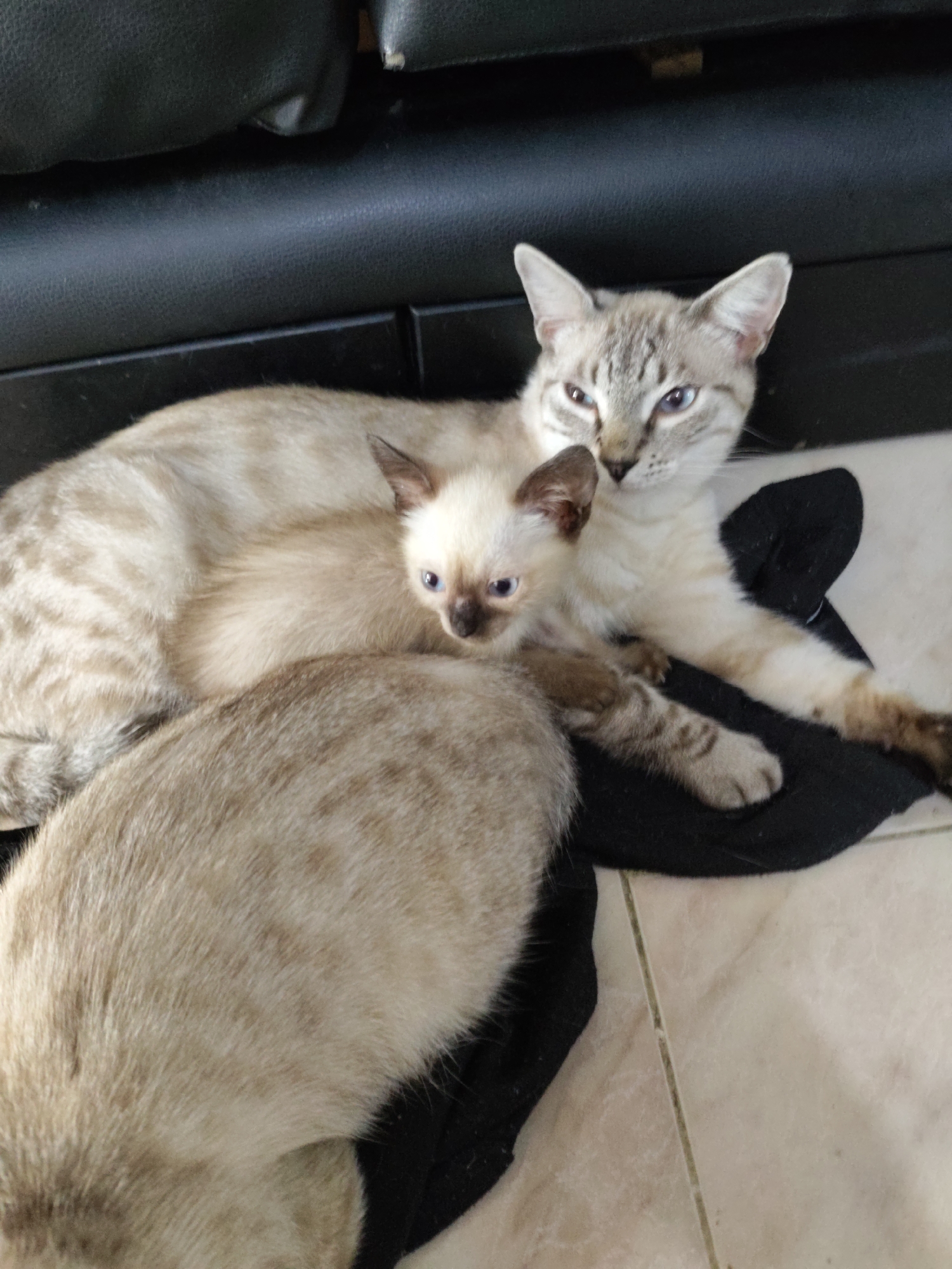 In Piloncito, Venezuela, two cats are resting together on a black cloth placed on a tiled floor. A larger Siamese-mix cat with light brown fur and darker tabby markings on its face and legs is lying down, facing the camera. Its blue eyes are partially closed, and its ears are alert. Nestled partially beneath the larger cat is a smaller kitten with lighter cream-colored fur and faint tabby markings. The kitten is also facing the camera, with its blue eyes wide open, and its nose and ears are dark brown. Both cats appear relaxed and are likely indoors, given the presence of the tiled floor and the dark, possibly upholstered furniture in the background.