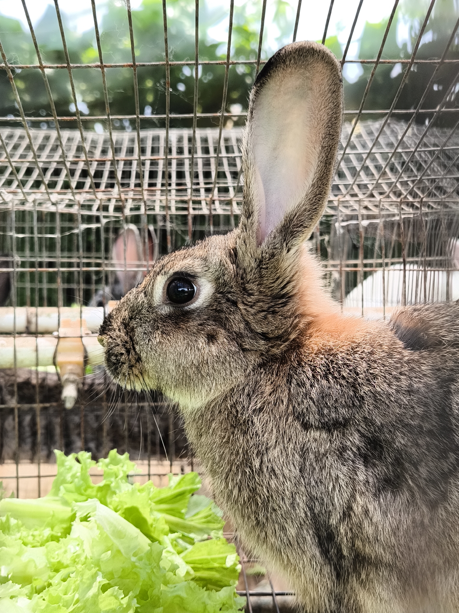 In Candikuning, Indonesia, a rabbit stands inside a wire cage. The rabbit is gray-brown with long ears and a black eye visible in profile. A pile of green lettuce sits near the rabbit. The cage is made of rusty wire. Other rabbits are vaguely visible in the background within the same cage or an adjacent one. The background shows foliage suggesting an outdoor setting.