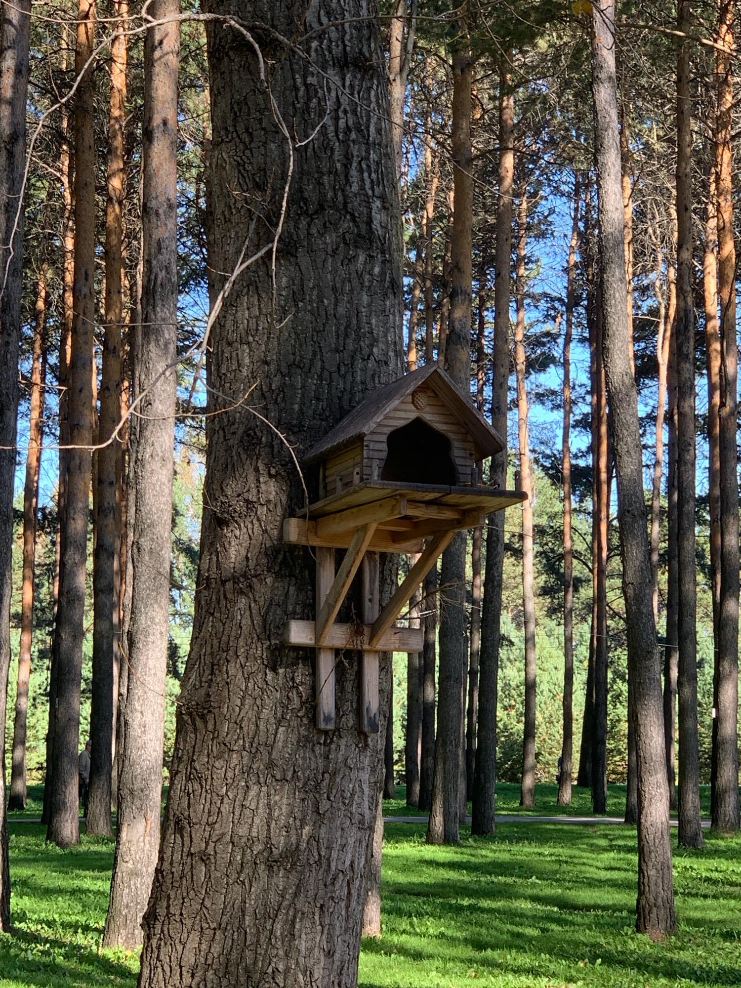 A wooden birdhouse is attached to the side of a large, rough-barked tree in a park. The birdhouse has a triangular roof and an open front. It is supported by wooden beams. The tree is surrounded by a dense forest of tall, slender pine trees. The ground is covered in bright green grass, with dappled sunlight filtering through the trees. In the background, a paved path winds through the trees, and a person can be seen walking in the distance. The scene appears to be in a park in Prokopyevsk, Russia, as indicated by the surrounding trees and the manicured grassy area.