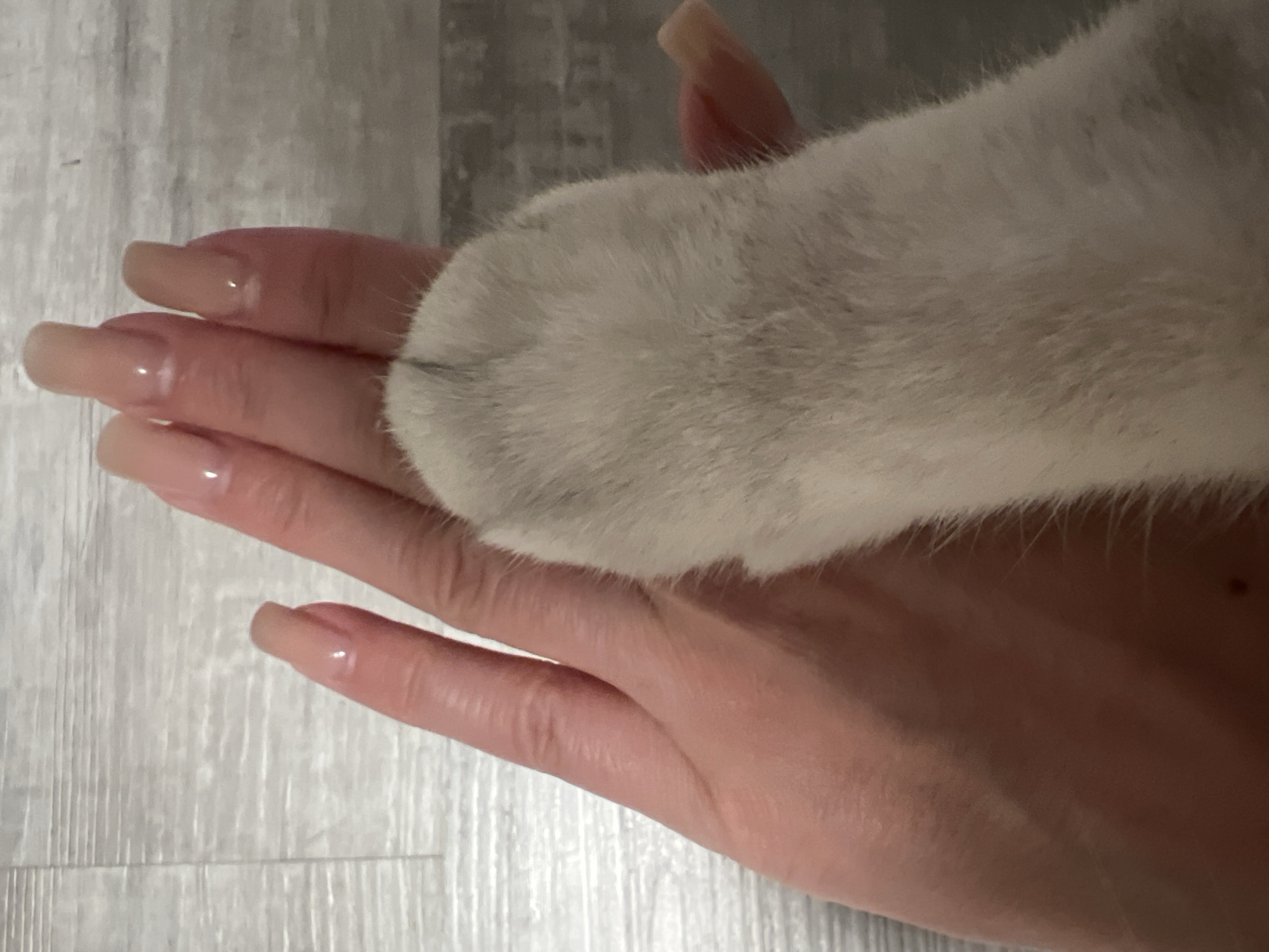 A close-up shot shows a fair-skinned human hand with long, polished nails lying palm-up. A white furry animal paw rests on the palm of the hand. The background is a light-colored, possibly wooden, surface.