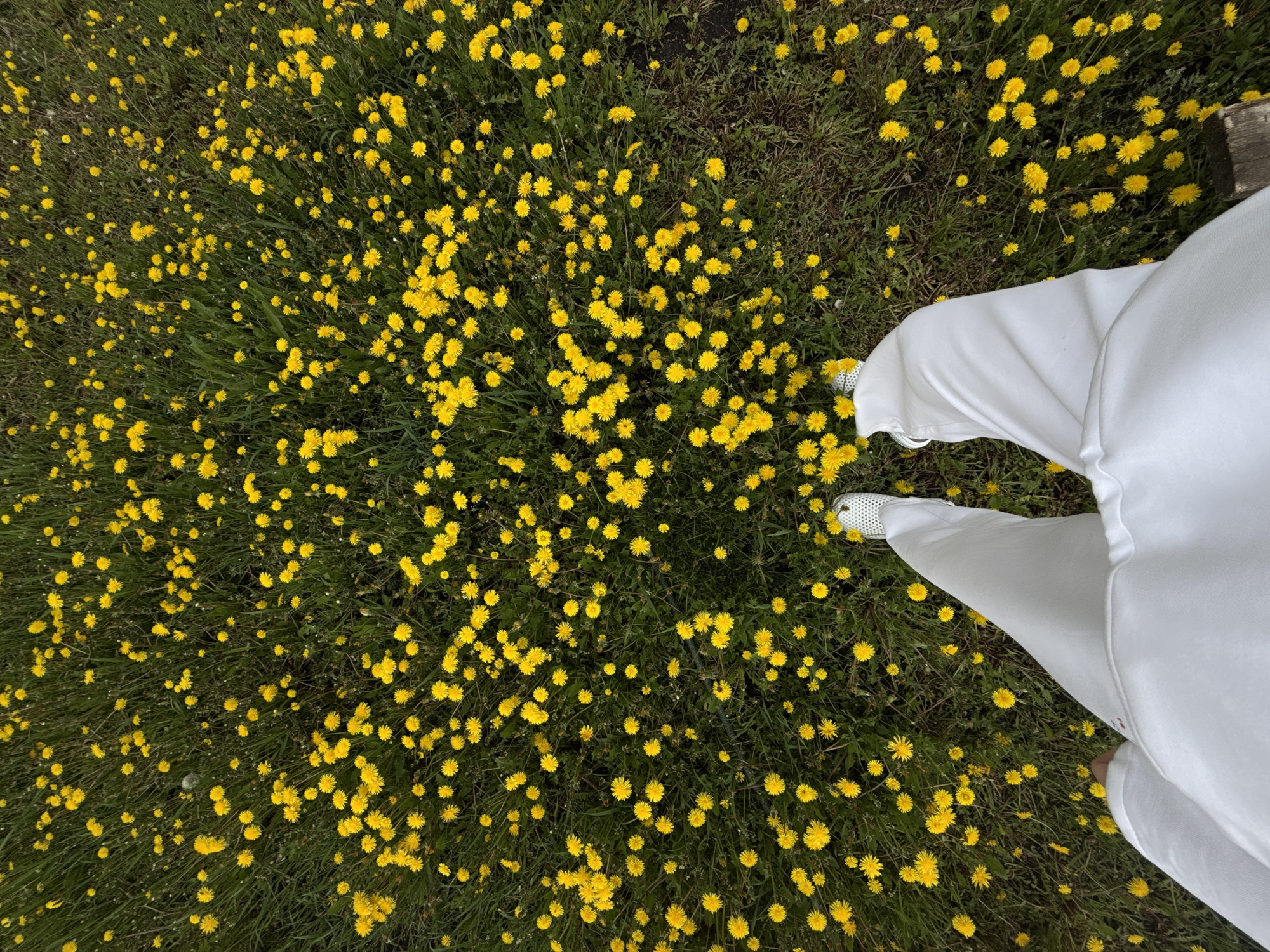 An aerial perspective shows a grassy field densely populated with blooming yellow dandelions. In the lower right corner of the image stand a person wearing white pants and white perforated shoes with visible silver lace tips. The scene is in an outdoor setting. The location, if Ленино, Russia, is not definitively verifiable from the image itself.