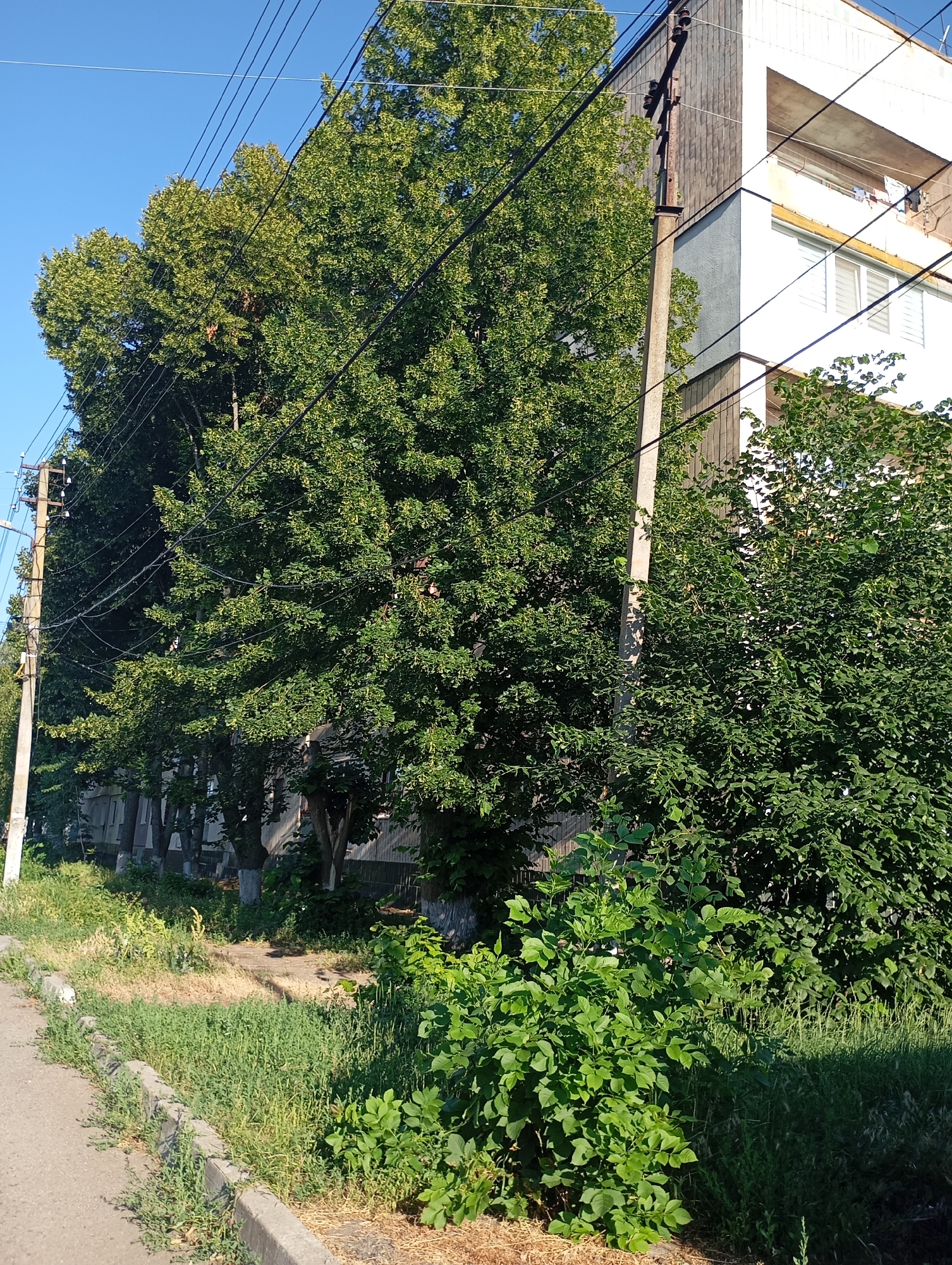 The image depicts an outdoor scene featuring a multi-story building with white and gray siding, partially obscured by lush green trees and foliage. A concrete utility pole with multiple wires is prominently positioned in front of the building, with more wires running across the top of the frame against a clear blue sky. The building has balconies with laundry hanging on them, suggesting it is residential.
In the foreground, a sidewalk or road verge is visible, lined with a concrete curb. Green grass and some dry brush grow along the edge of the pavement and in front of the building. The foliage is dense and varied, with smaller bushes in the immediate foreground and larger trees forming a canopy behind them. The sunlight suggests it is daytime, likely morning or afternoon, with clear weather. The overall impression is a residential area in an urban or suburban setting.
There are no visible people or text in the image. The scene appears to be a typical street view in a locale like Sozonivka, Ukraine, characterized by apartment buildings, trees, and essential infrastructure like power lines. The presence of laundry on balconies and the type of vegetation could be indicative of a warm season.