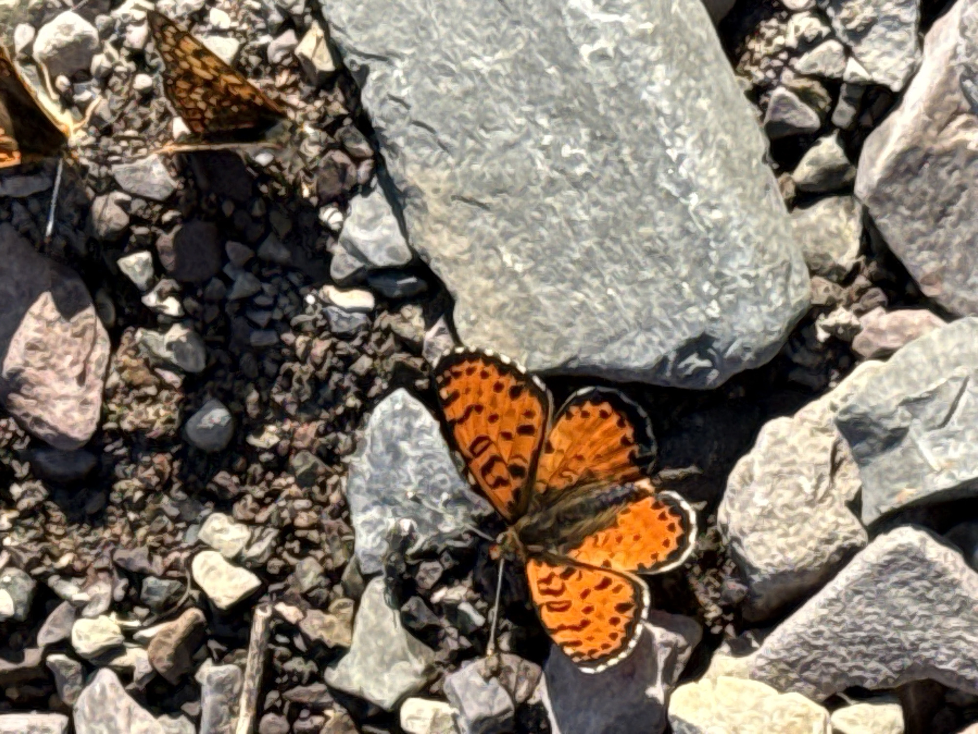 A single, orange butterfly with black spots and white borders on its wings is perched on a grey rock. The butterfly's wings are spread open, revealing intricate patterns. The surrounding environment consists of scattered grey and brown rocks of various sizes, typical of a natural, outdoor setting. There is no indication of human presence or urban elements in the scene. The image is focused on the butterfly and its immediate rocky surroundings.