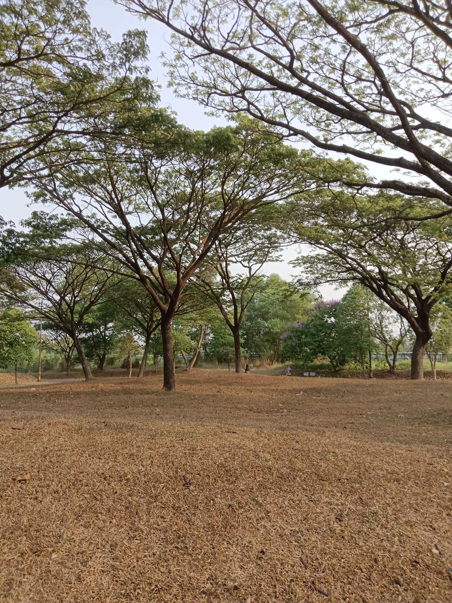 The image shows a park area with dry, brown grass covering the foreground and midground. Several large trees with lush green foliage are scattered throughout the scene, their branches extending towards the sky, creating a canopy. In the background, more trees and vegetation are visible, along with a few individuals walking. The sky is overcast or hazy. The overall impression is of a natural outdoor space, possibly a park in Sertajaya, Indonesia, during a dry season.