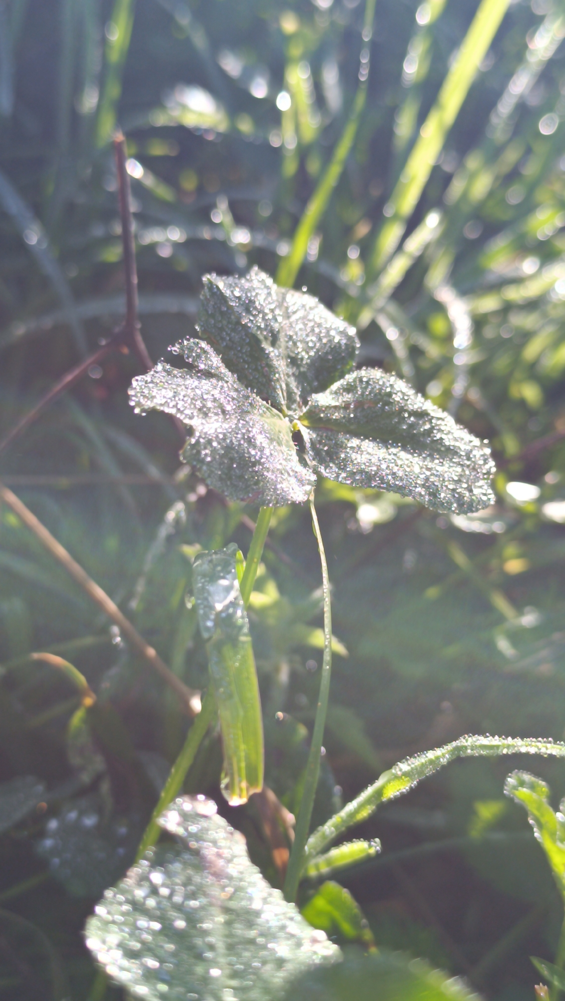 This is a close-up, outdoor photograph of dew-covered foliage. The central subject is a clover leaf with its three segments clearly visible, each heavily laden with glistening water droplets. The leaf is positioned to the left of the frame and slightly angled upwards. Surrounding the clover are blades of grass and other green plant matter, also adorned with dew. Sunlight refracts through the water droplets, creating numerous bright highlights and a bokeh effect in the background, suggesting a soft focus and a shallow depth of field. The overall lighting is bright, with the sun appearing to be low in the sky, likely early morning. The scene is natural and appears to be in a grassy area, possibly a park or a field. There are no people or animals present in the image. The photograph does not provide any specific visual cues that would allow for an identification of its location within the city of Karsha, Russia.